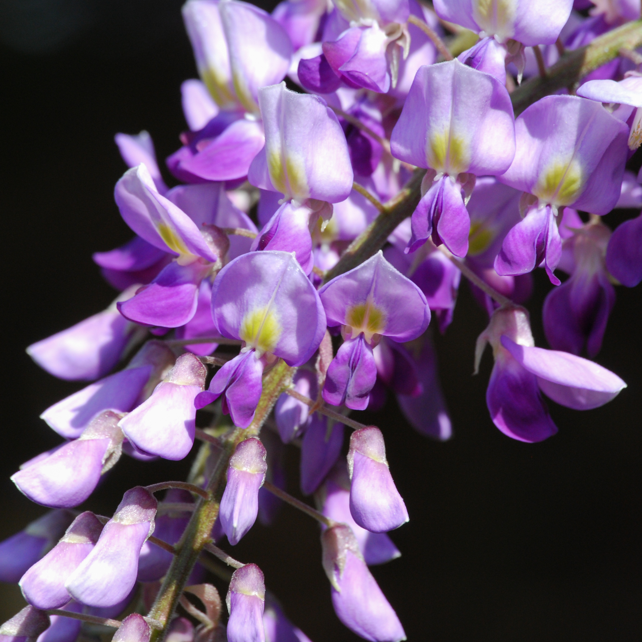 Double Purple Japanese Wisteria - Wisteria floribunda Violacea Plena