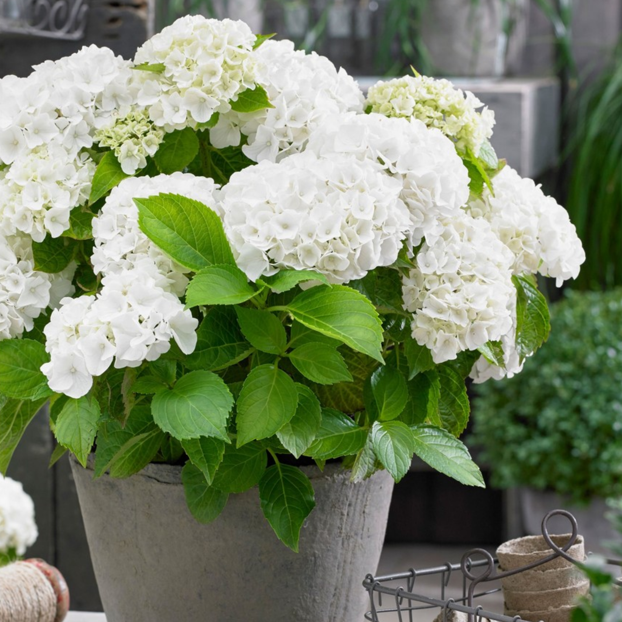 Hydrangea White - Hydrangea macrophylla White