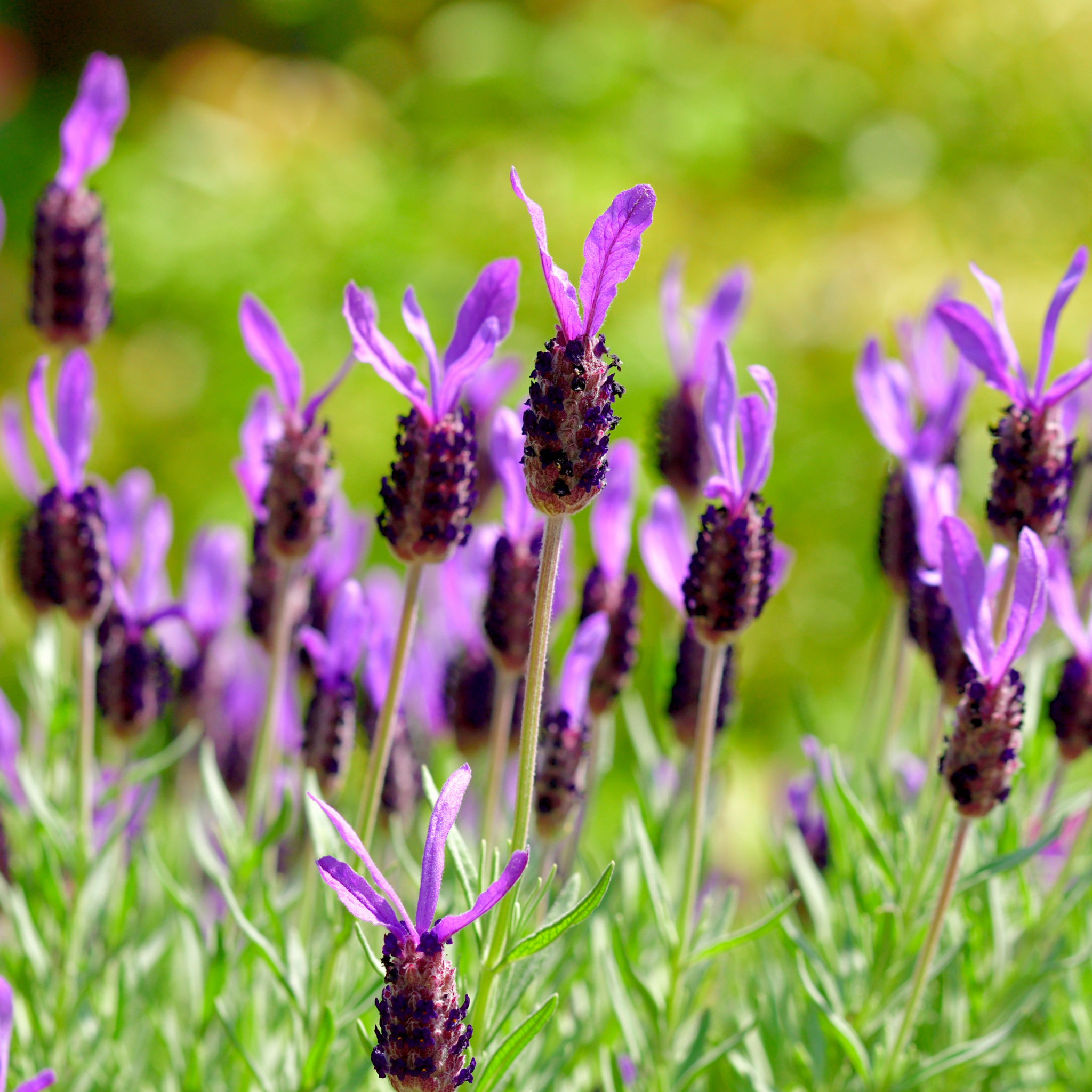 French Lavender - Lavandula pedunculata The Princess PBR
