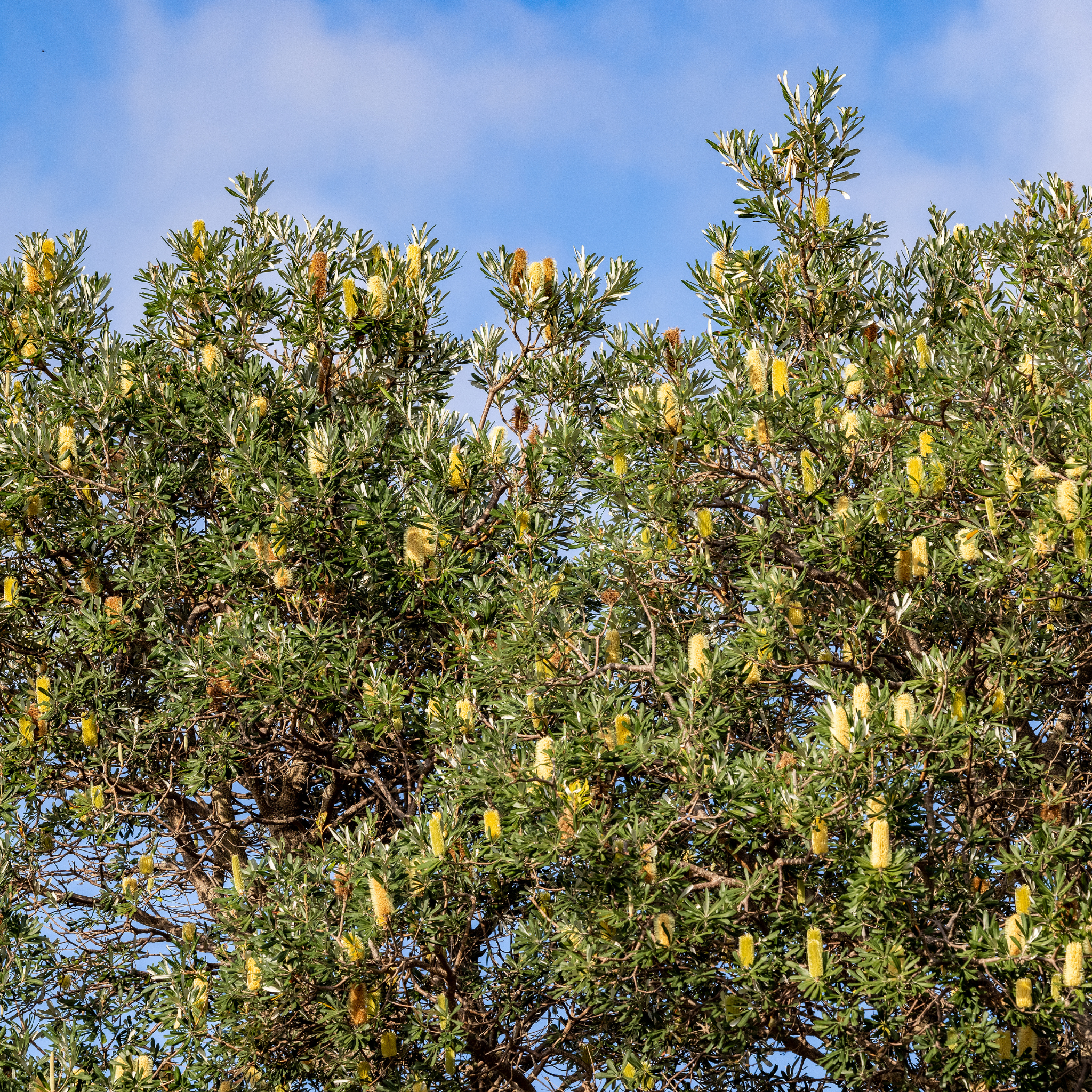 Tree with yellow flowers against a blue sky