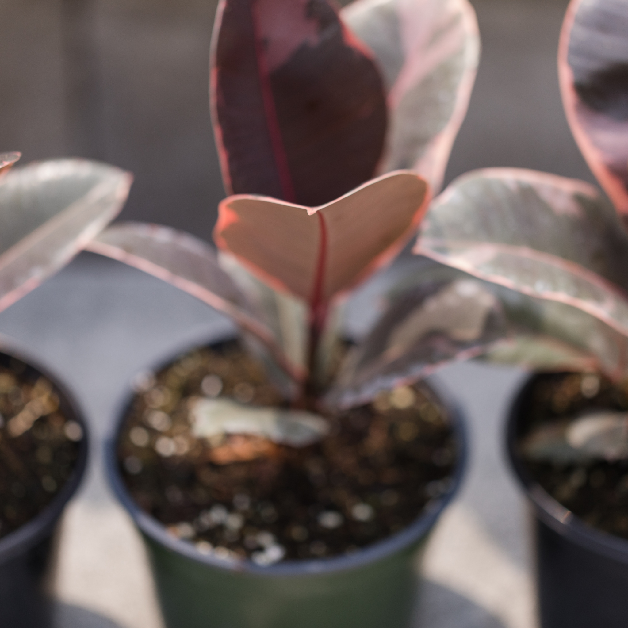 Red Rubber Tree Plant - Ficus elastica Ruby