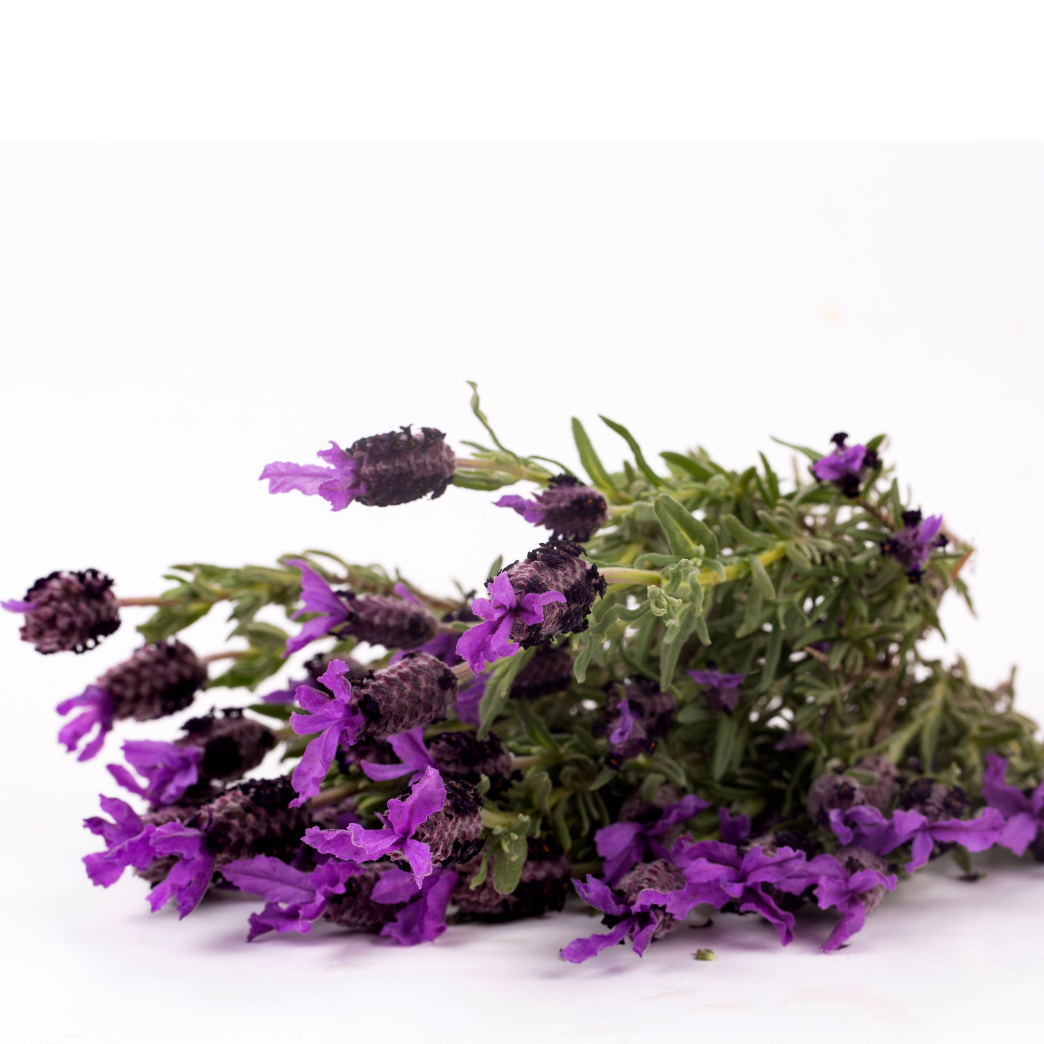 Spanish Lavender - Lavandula stoechas Avonview