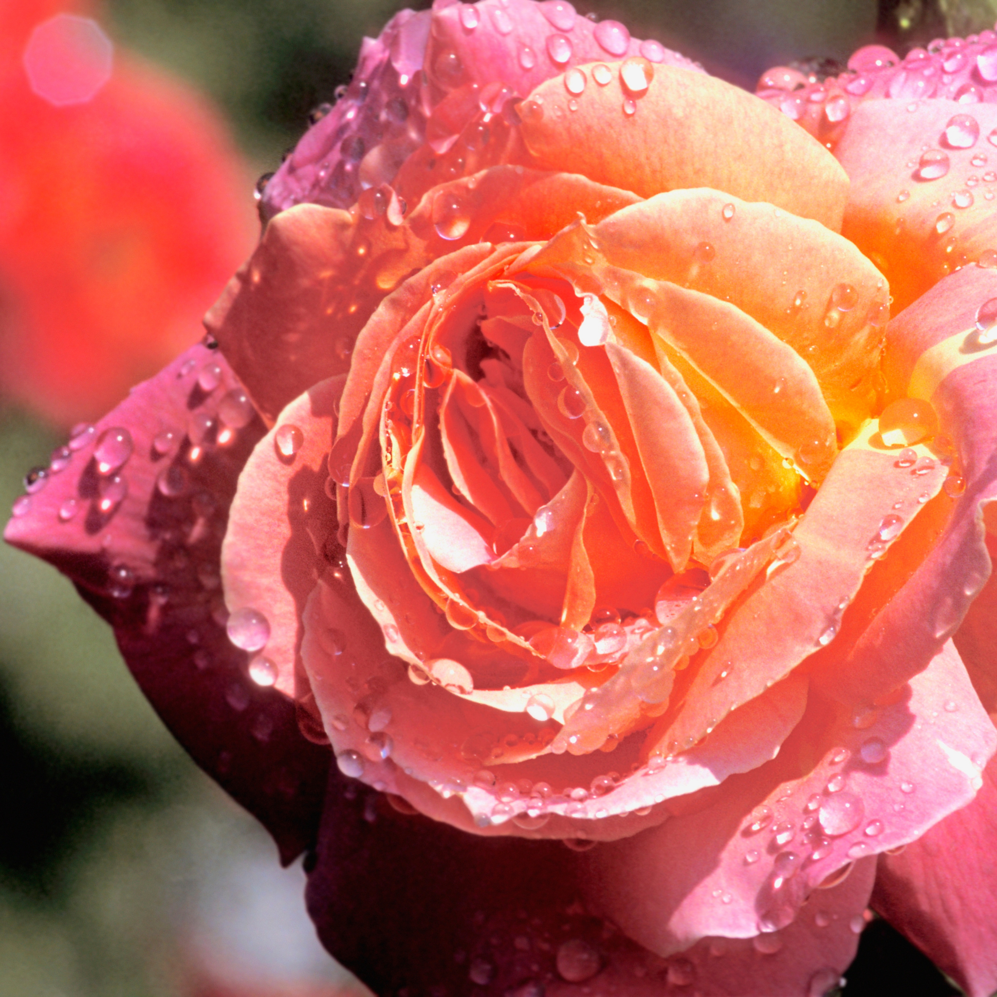 Peace Hybrid Tea Rose - Rosa Peace