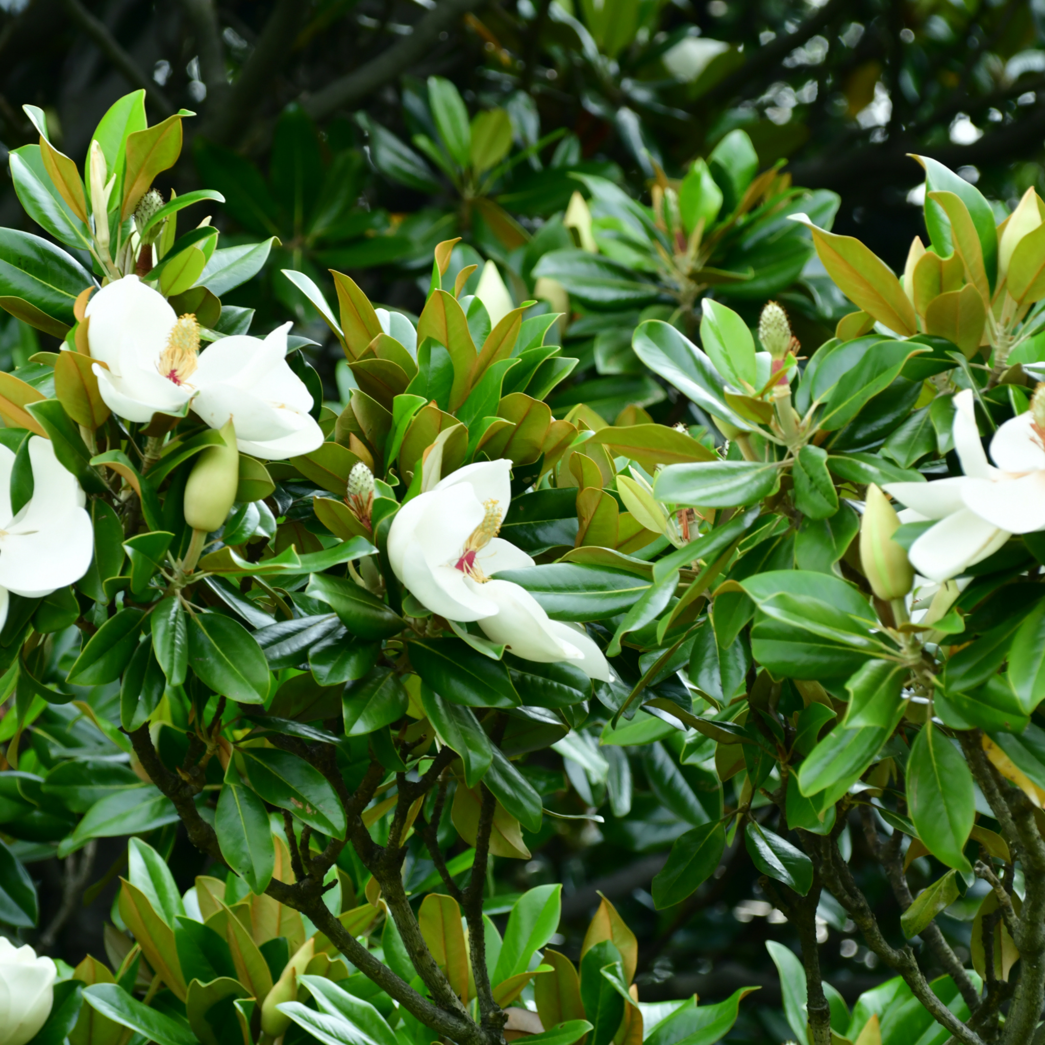 Magnolia Little Gem - Magnolia grandiflora Little Gem