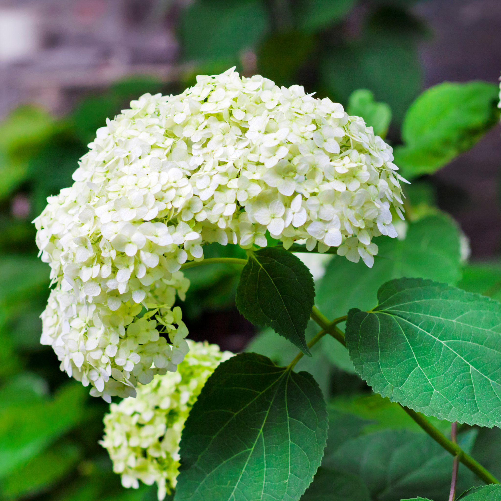 Hydrangea arborescens 'Annabelle' – Smooth Hydrangea