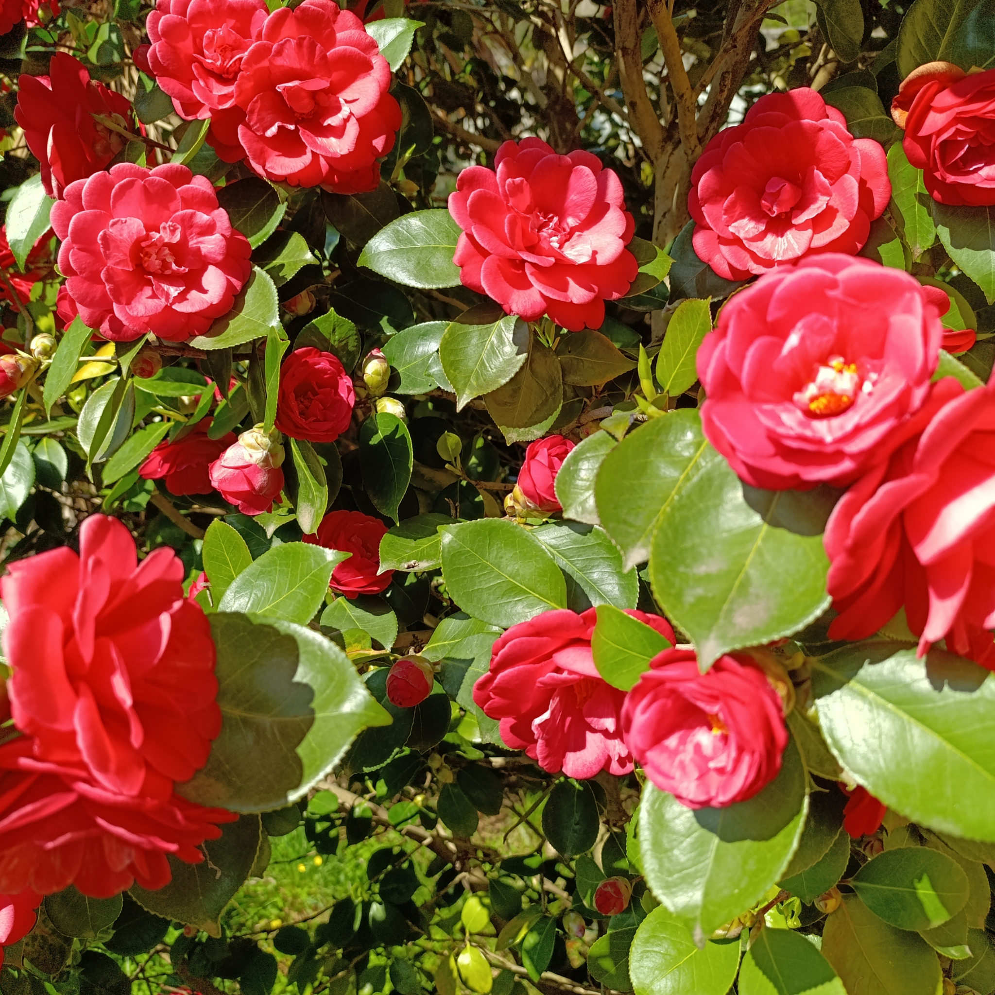 Camellia sasanqua Assorted