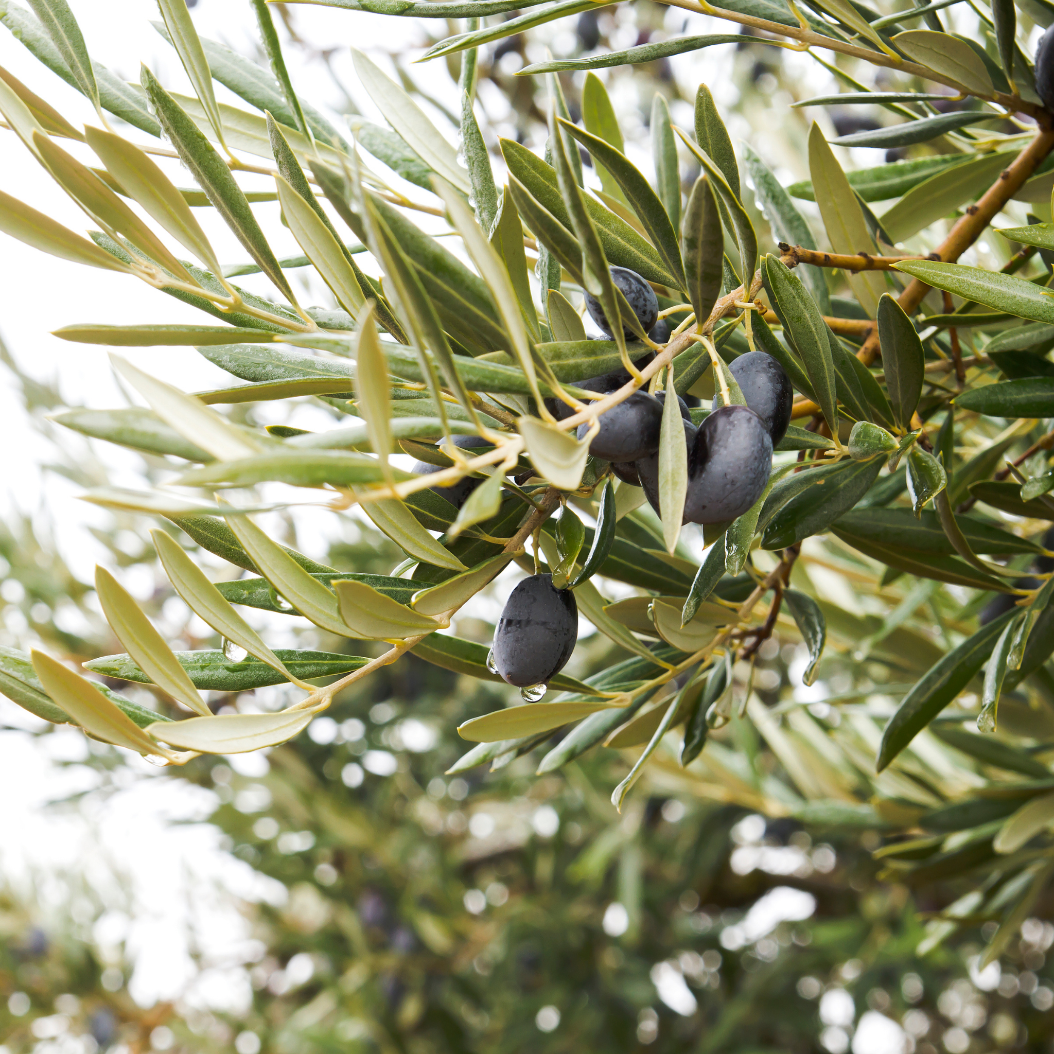Paragon Olive Tree - Olea europaea Paragon