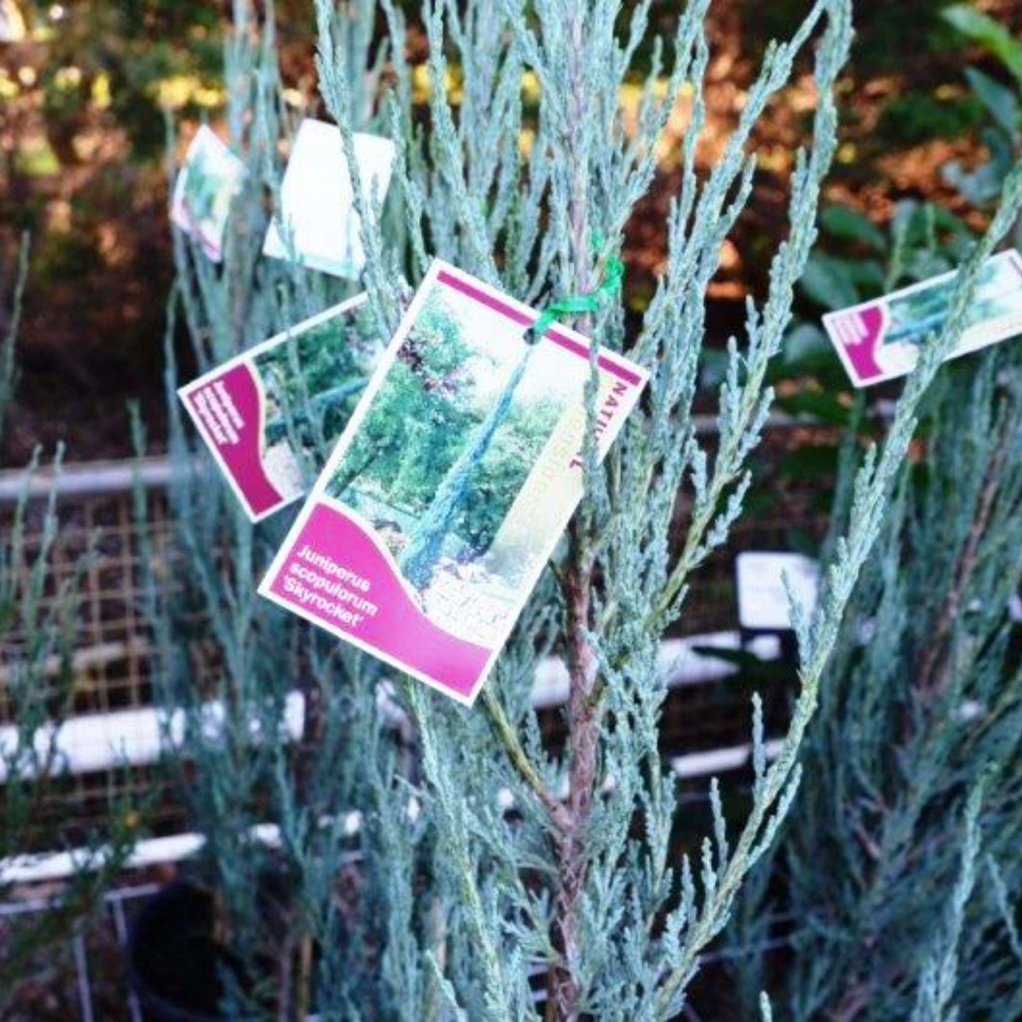 Rocky Mountain Juniper - Juniperus scopulorum 'Skyrocket' - Pencil Pine