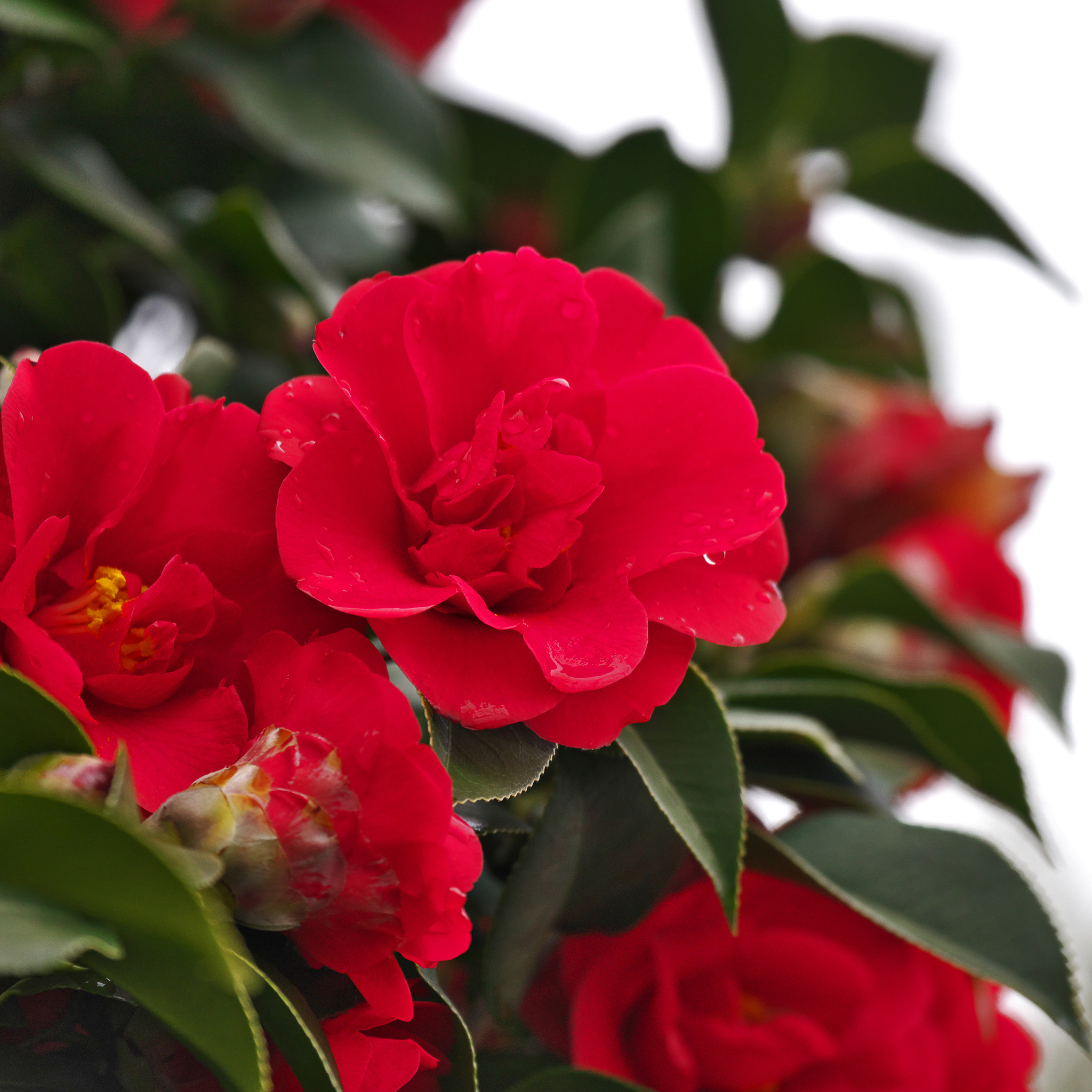 Camellia japonica Wildfire