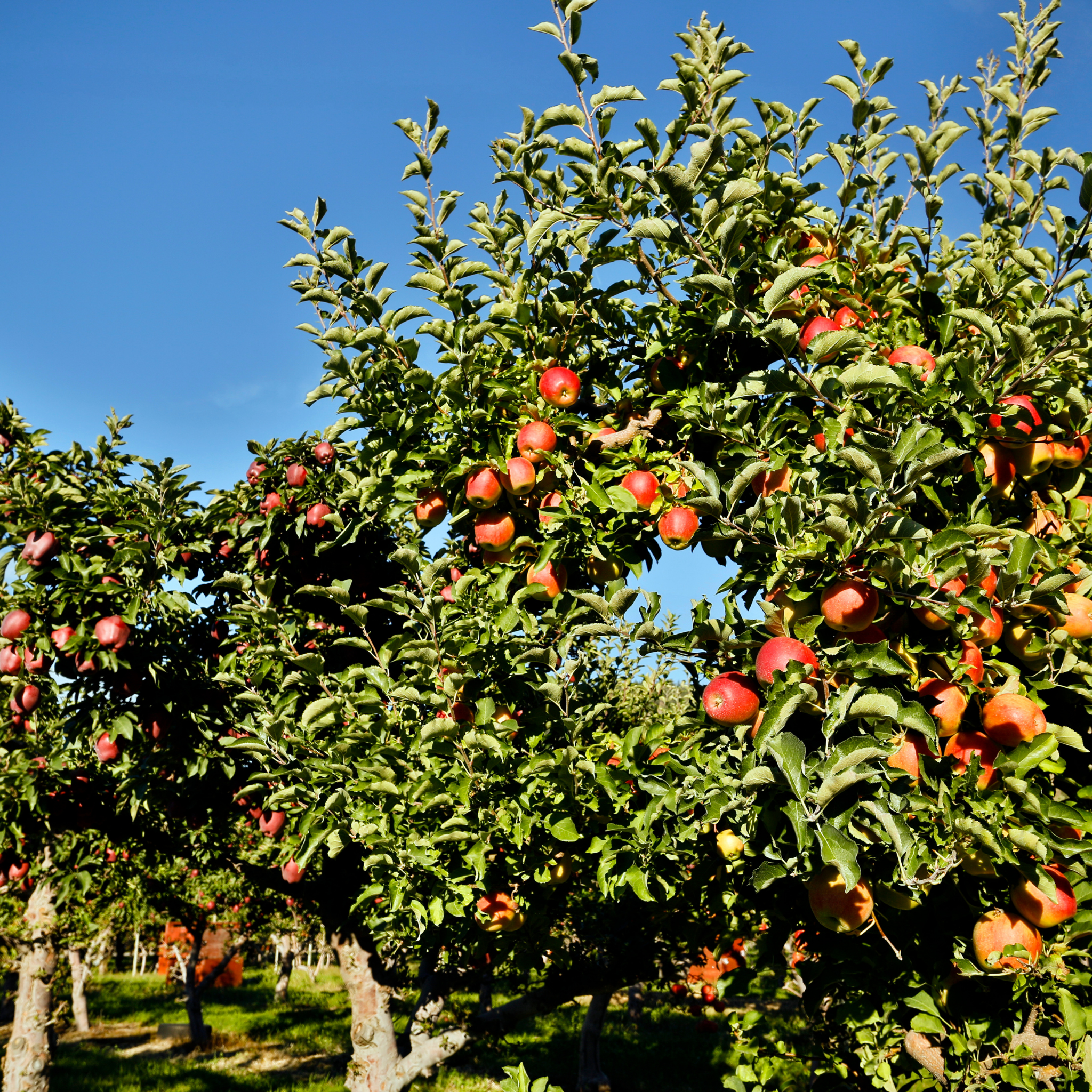 Apple Gala Tree - Malus domestica Gala Apple