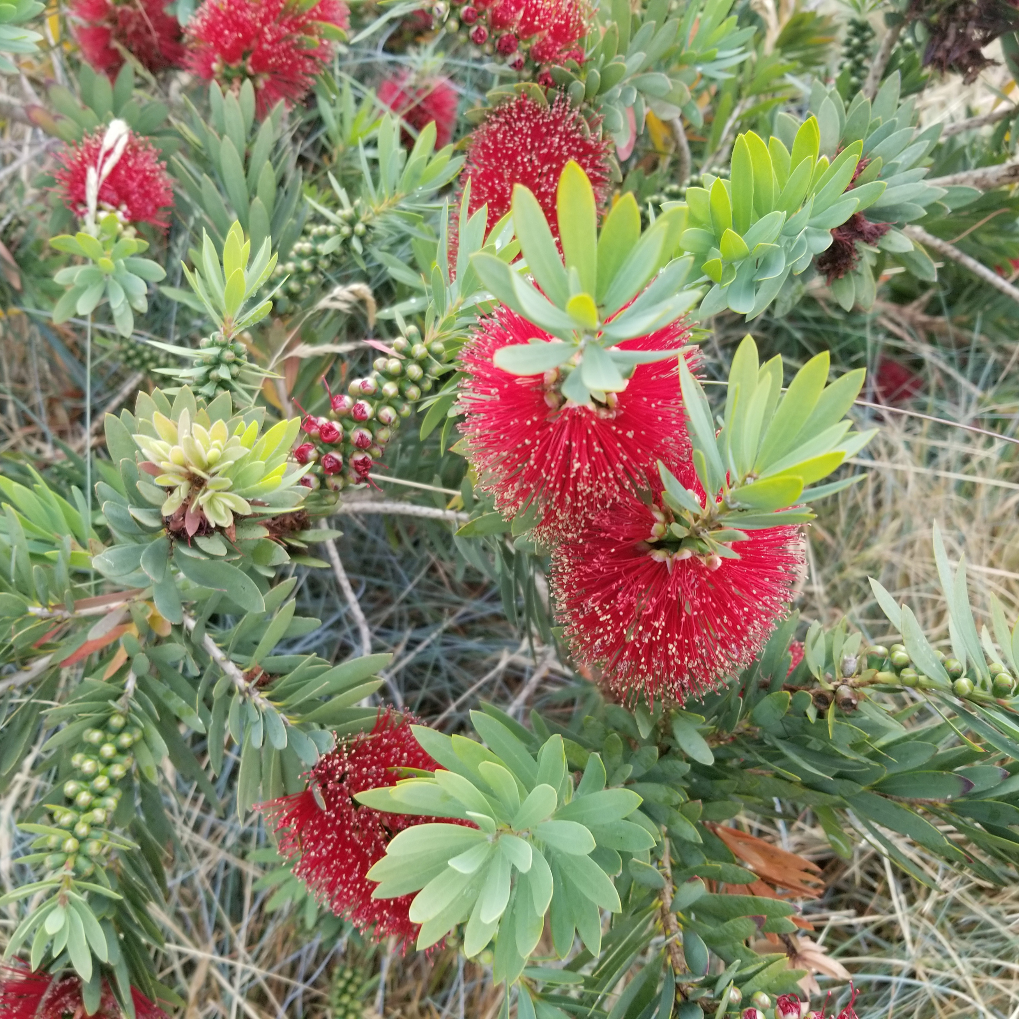 Dwarf Weeping Bottlebrush Better John - Callistemon viminalis 'Better John' PBR