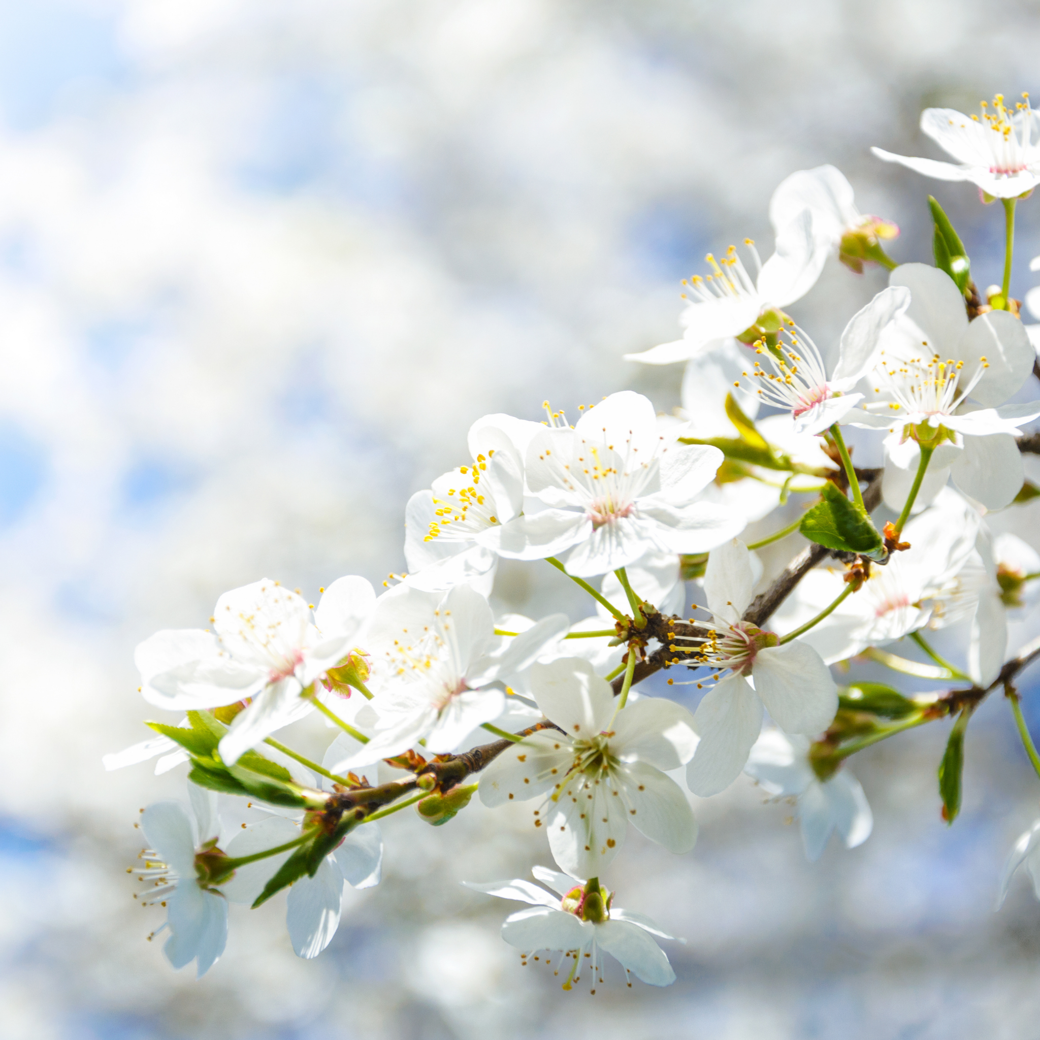 Close-up of a branch with white flowers against a blurred natural background