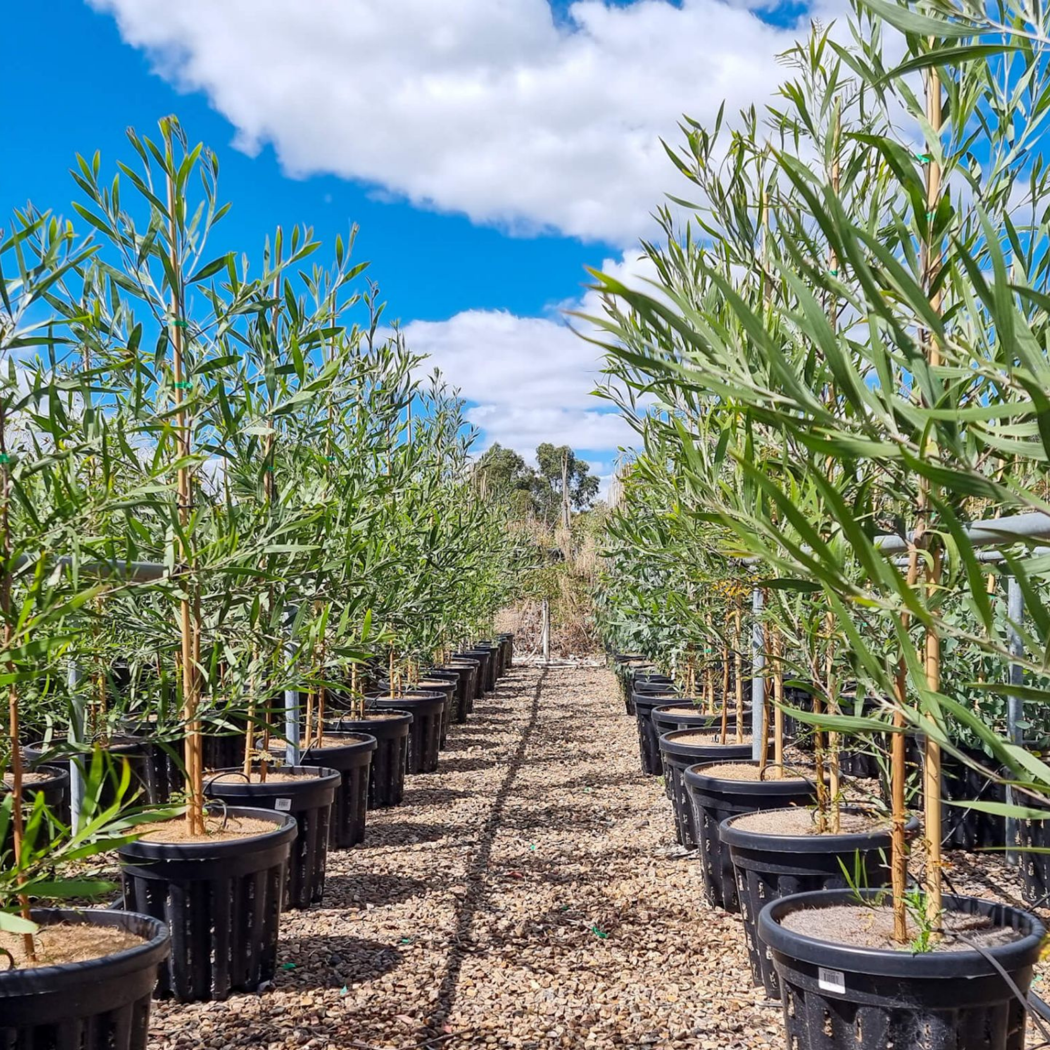 Row of potted trees under a blue sky with some clouds