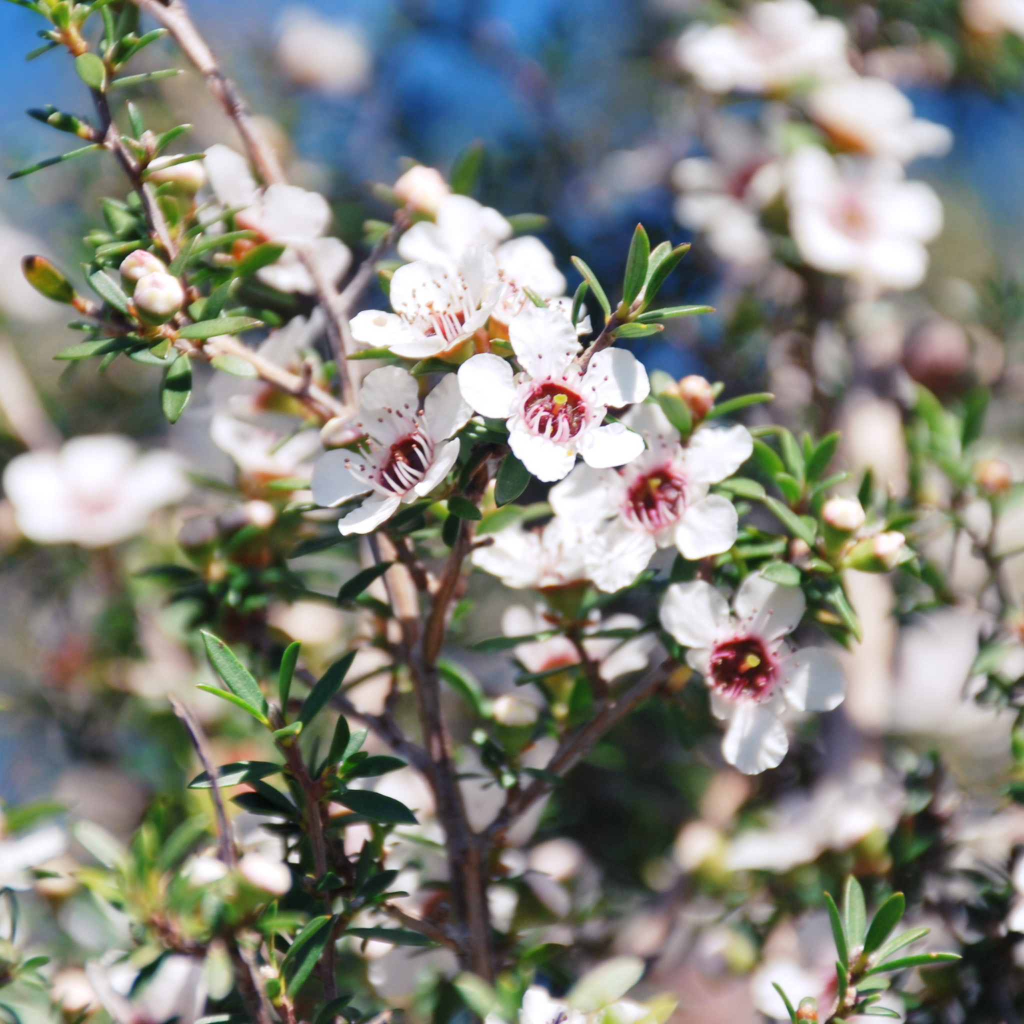 Lemon Scented Tea Tree - Leptospermum petersonii Copper Glow