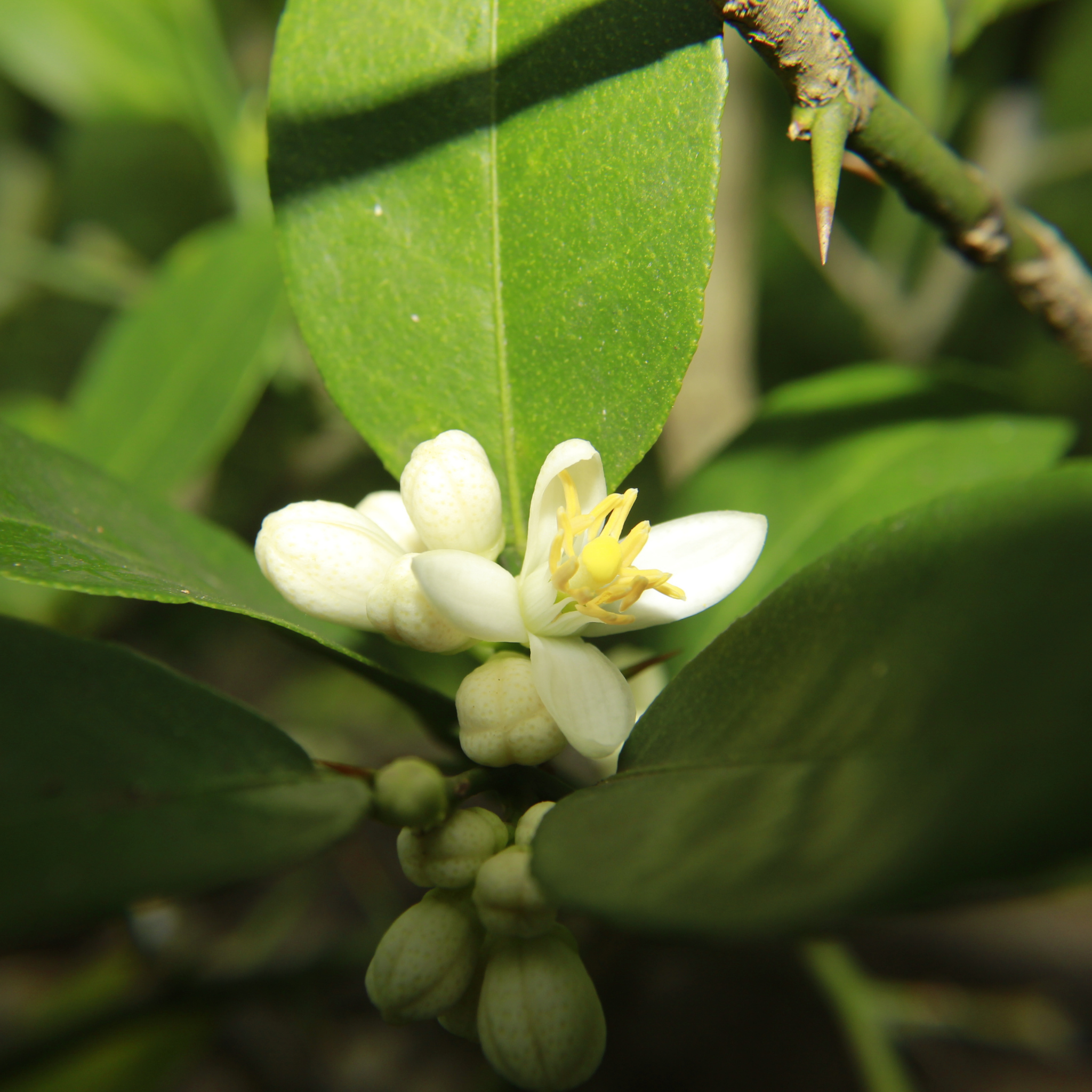 Dwarf Lemon Lots A Lemons - Citrus limon 'Lots A Lemons'