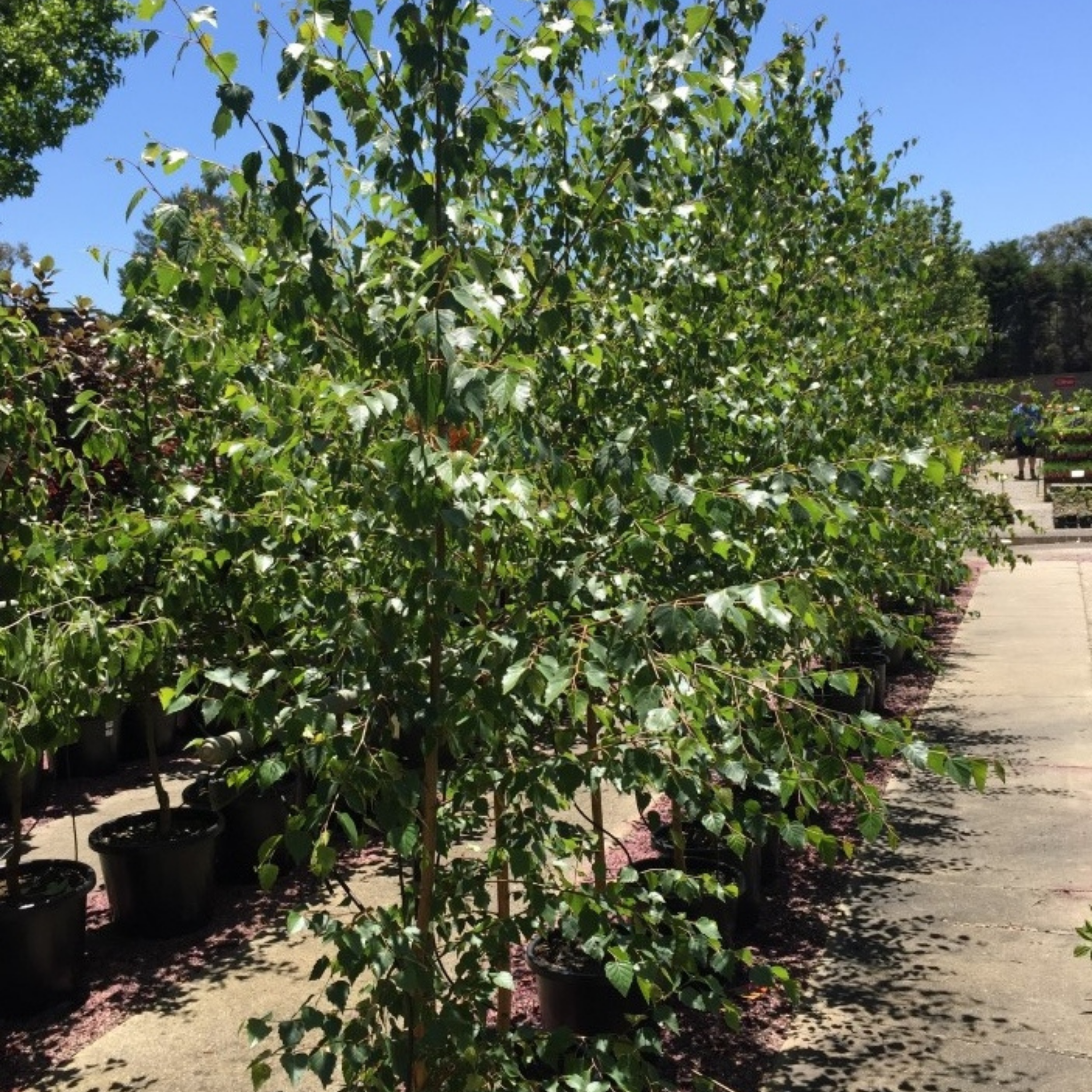 Row of young trees in pots on a sunny day with clear blue sky.