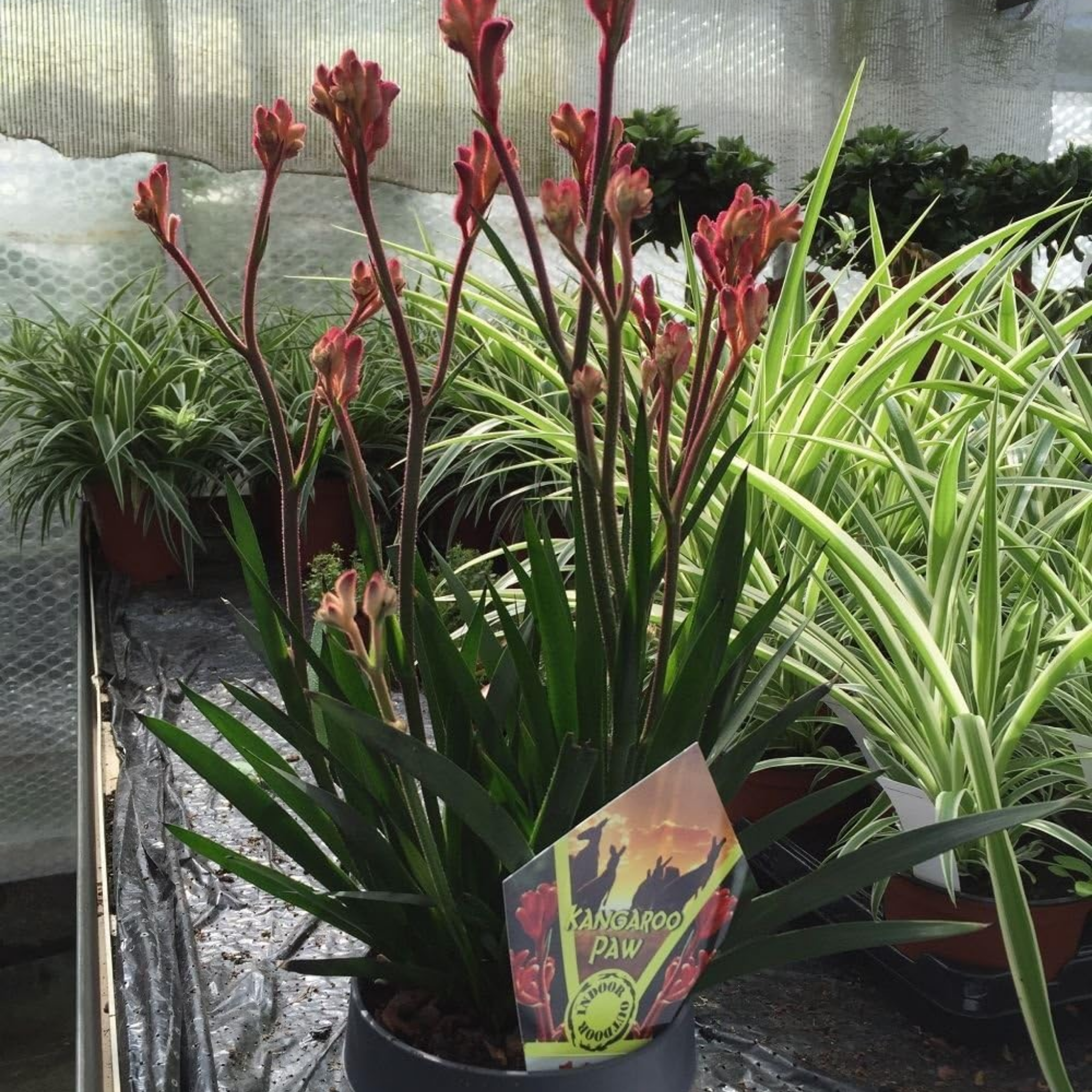 Tall Red Kangaroo Paw - Anigozanthos flavidus Landscape Scarlet
