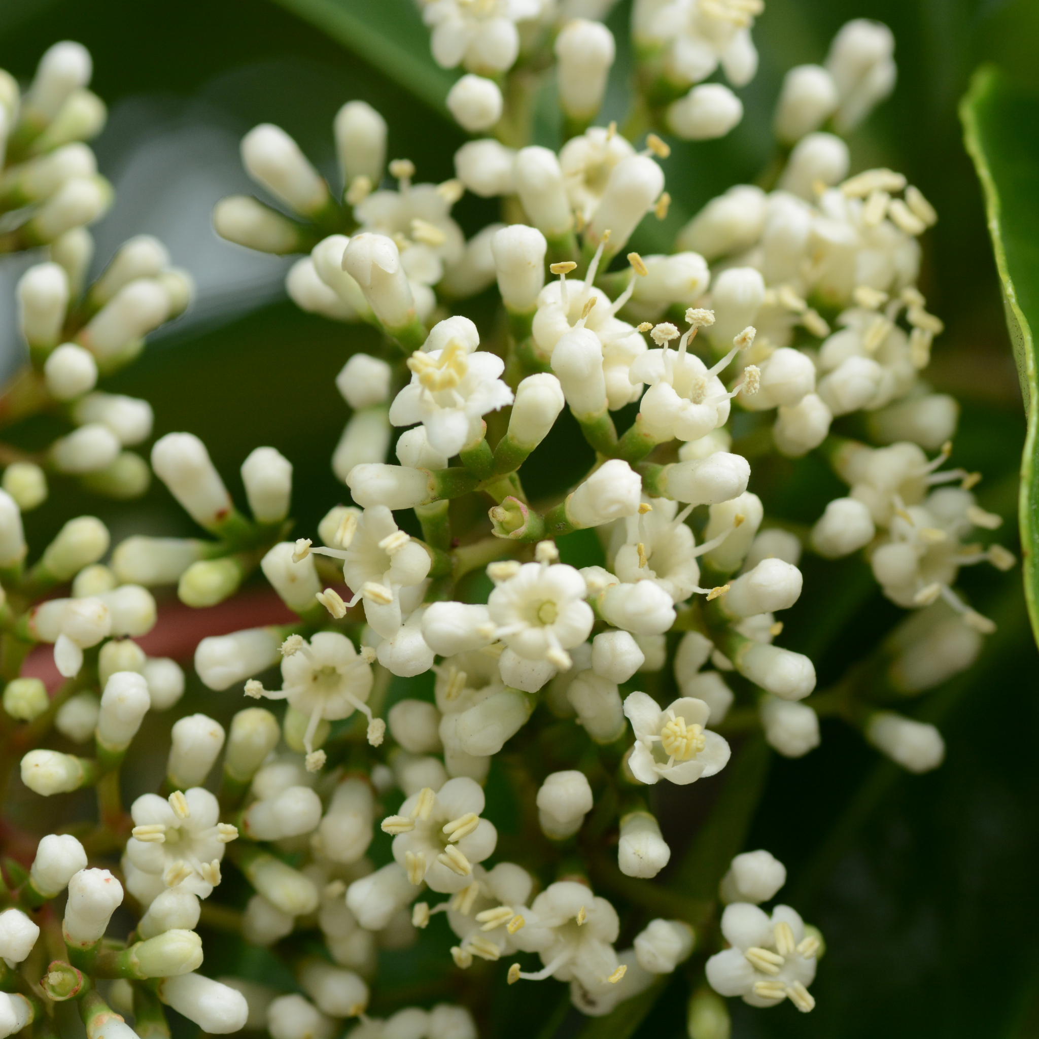 Close-up of white flowers with green leaves in the background