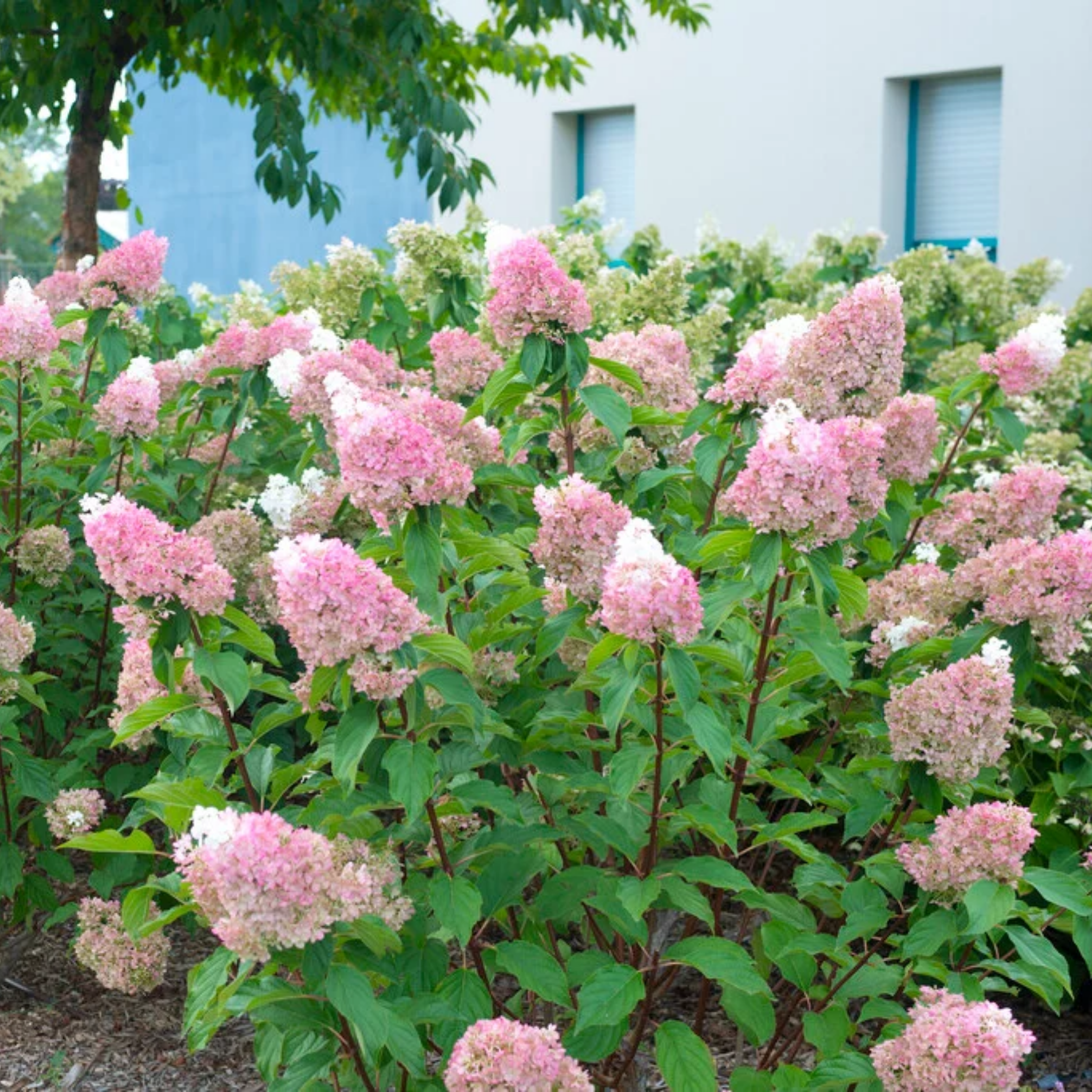 Panicled Hydrangea - Hydrangea paniculata Sundae Fraise