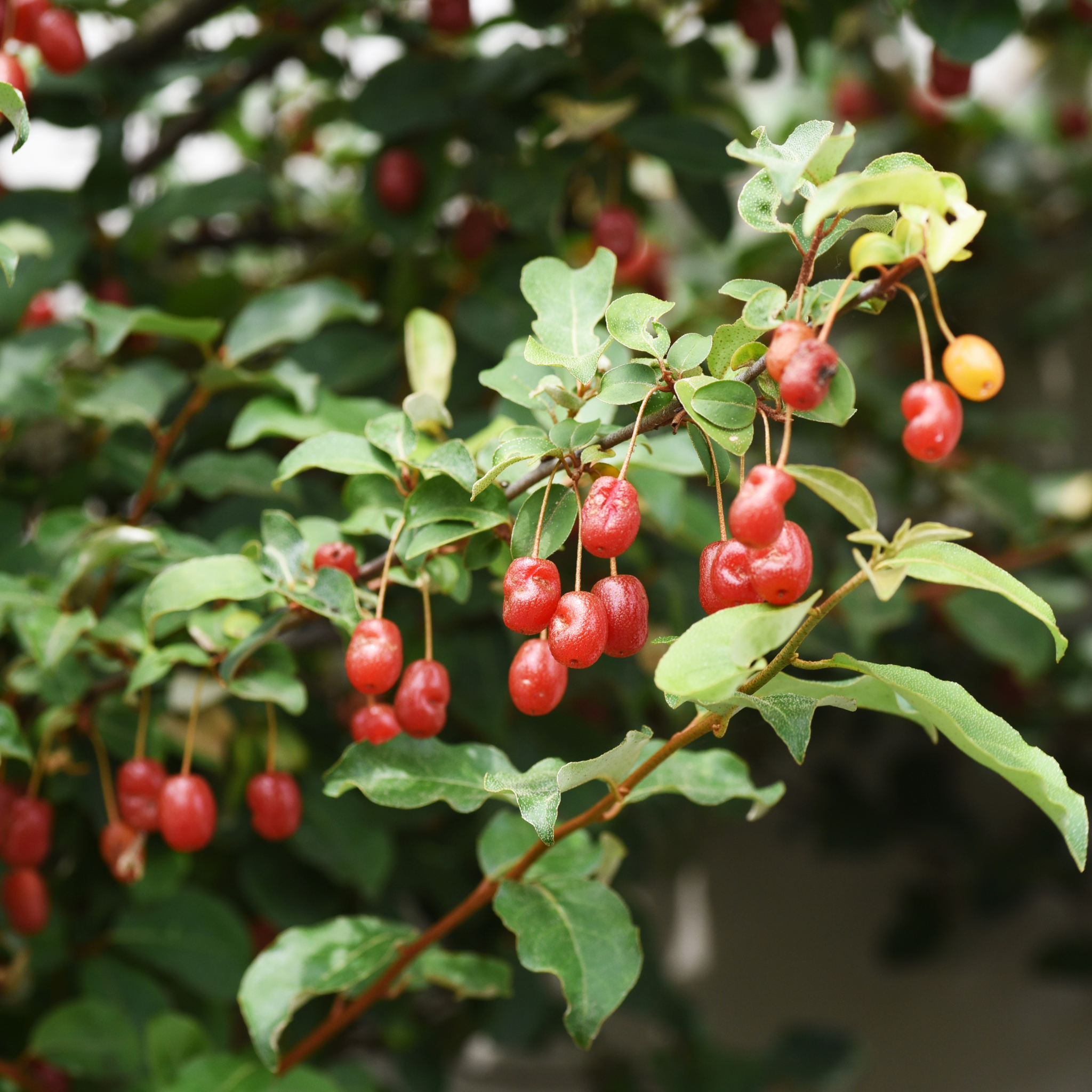 Ebbings Silverberry - Elaeagnus ebbingei