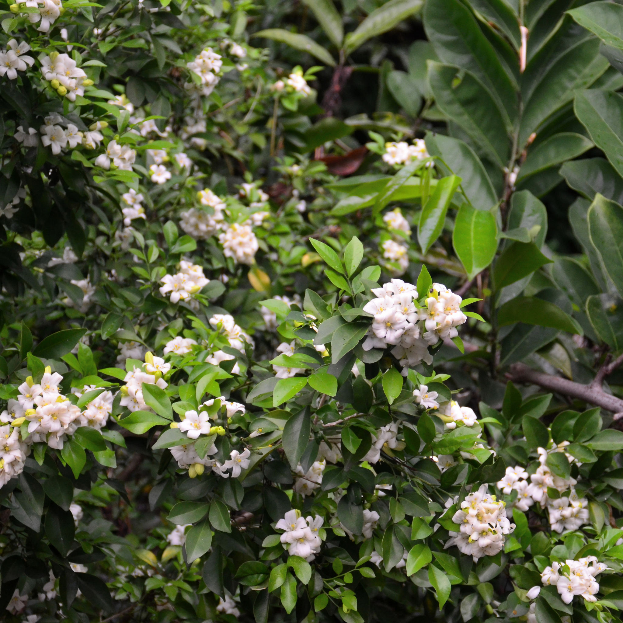 Orange Jessamine - Murraya paniculata