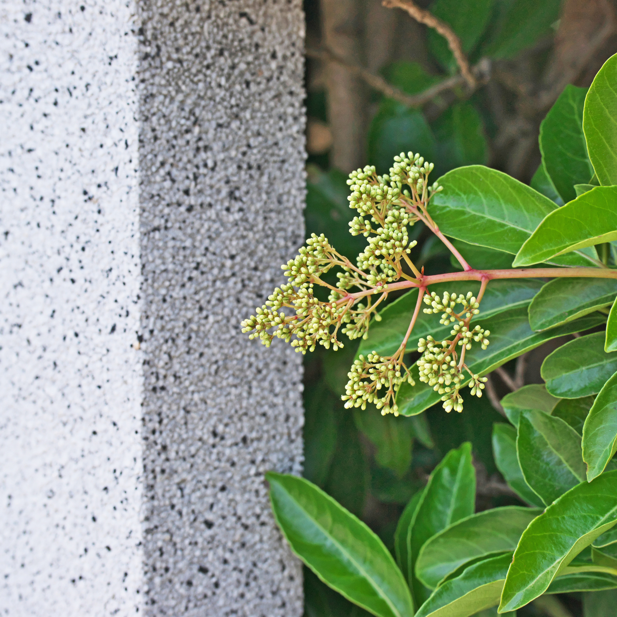 Sweet Viburnum Emerald Lustre - Viburnum Odoratissimum Emeral Lustre