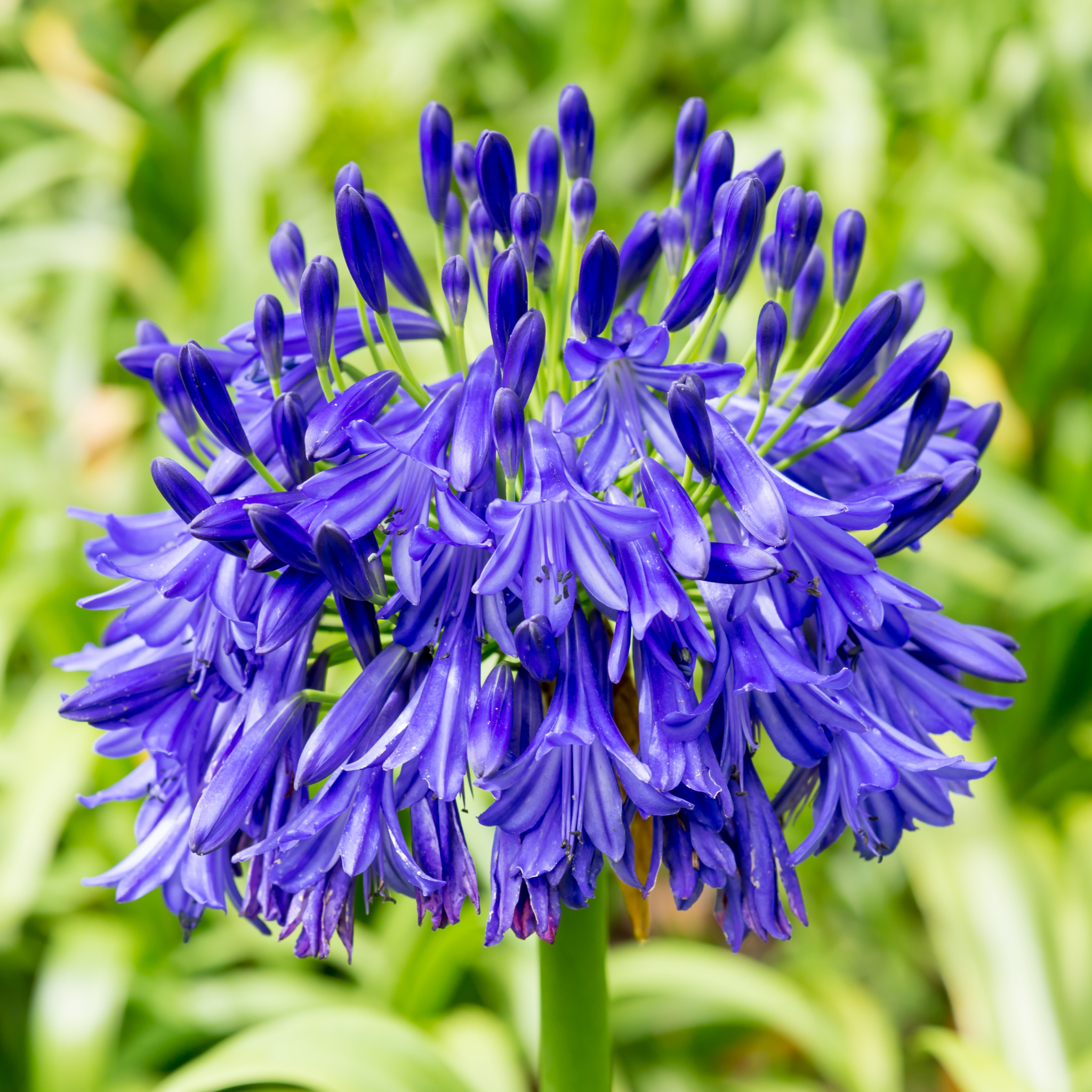 Agapanthus hybrida Purple Cloud - Giant Lily of the Nile, African Lily