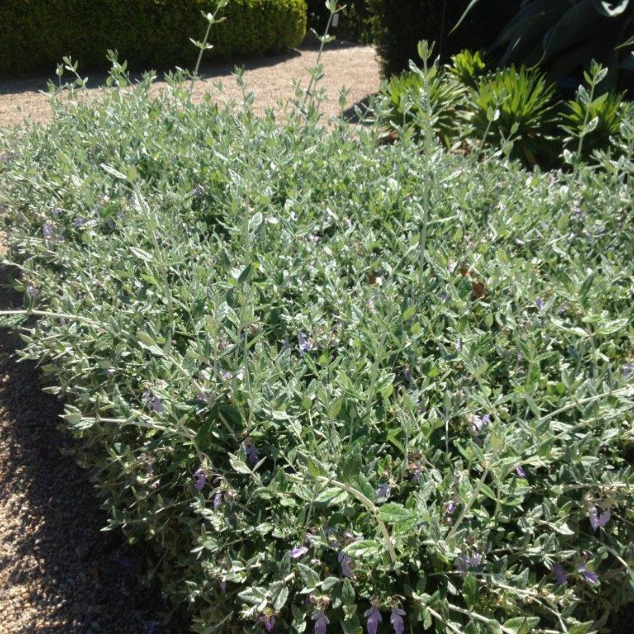 Shrubby Germander - Teucrium fruticans