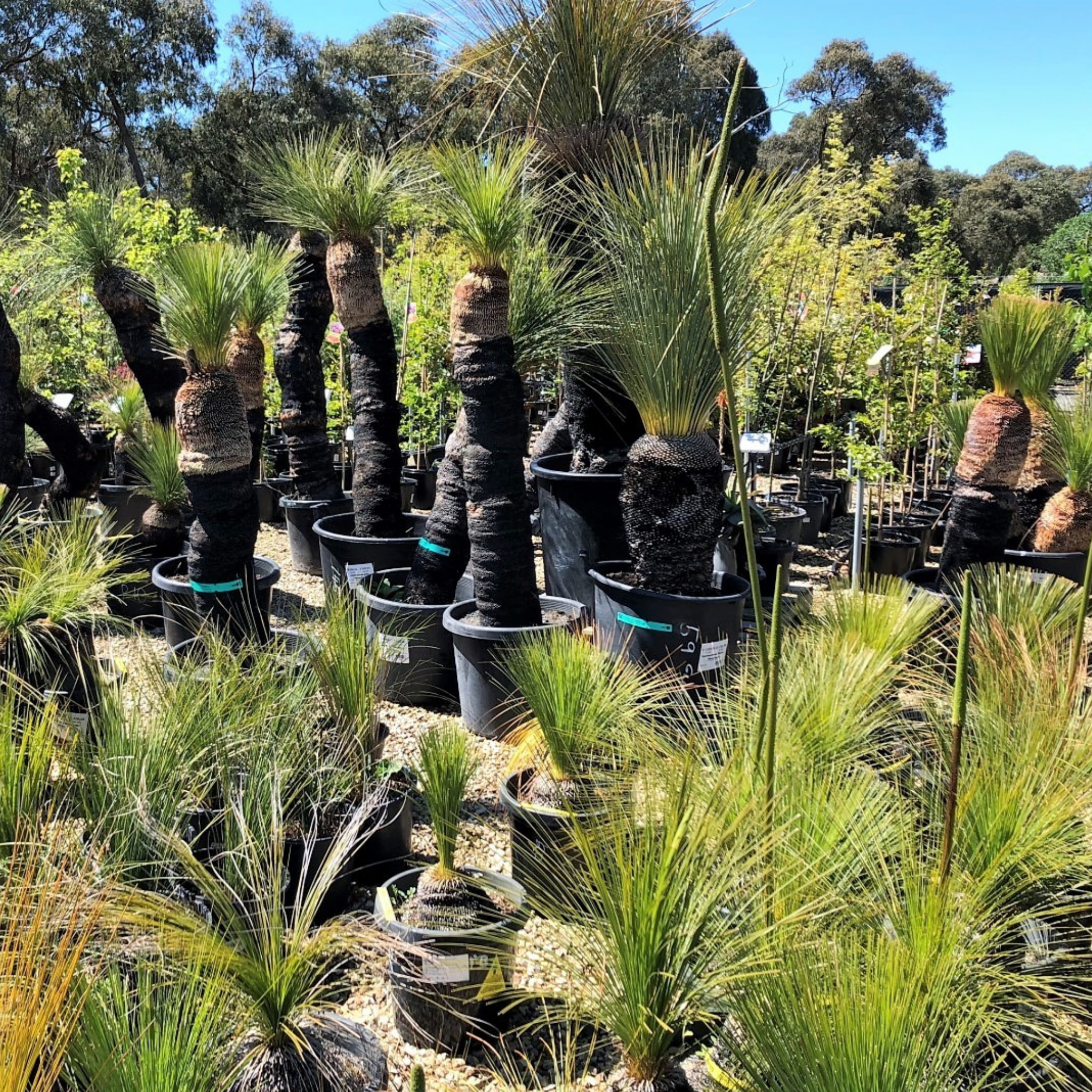 Johnson Grass Tree - Xanthorrhoea johnsonii