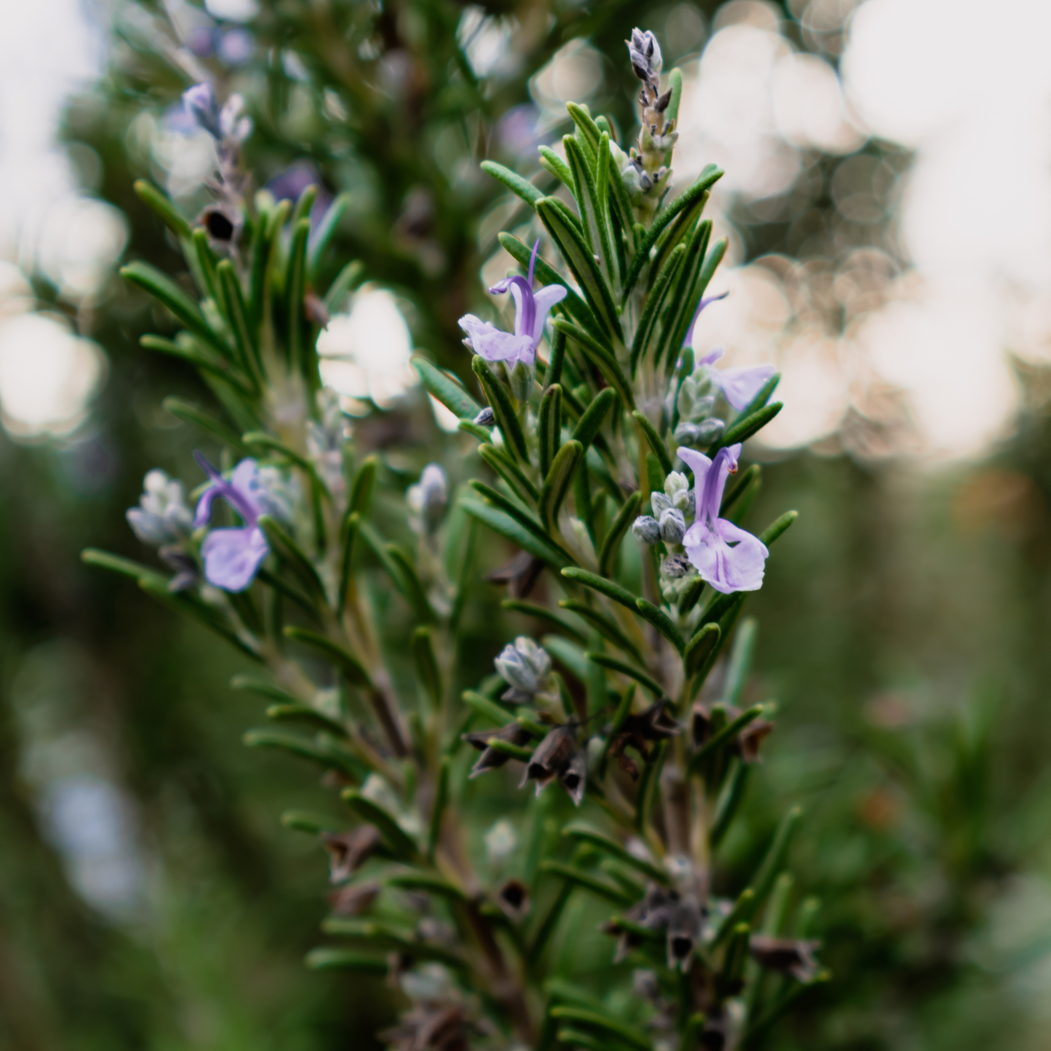 Rosemary Tuscan Blue - Rosmarinus officinalis Tuscan Blue