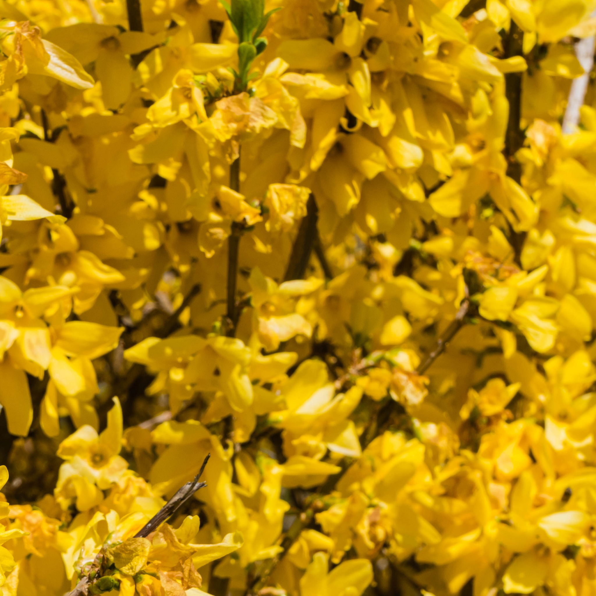 Border Forsythia - Forsythia intermedia Beatrix Farrand