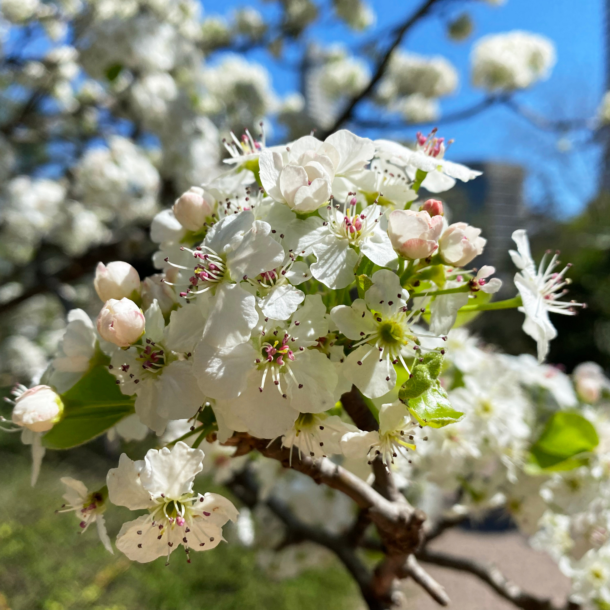 Ornamental Callery Pear Capital - Pyrus calleryana Capital