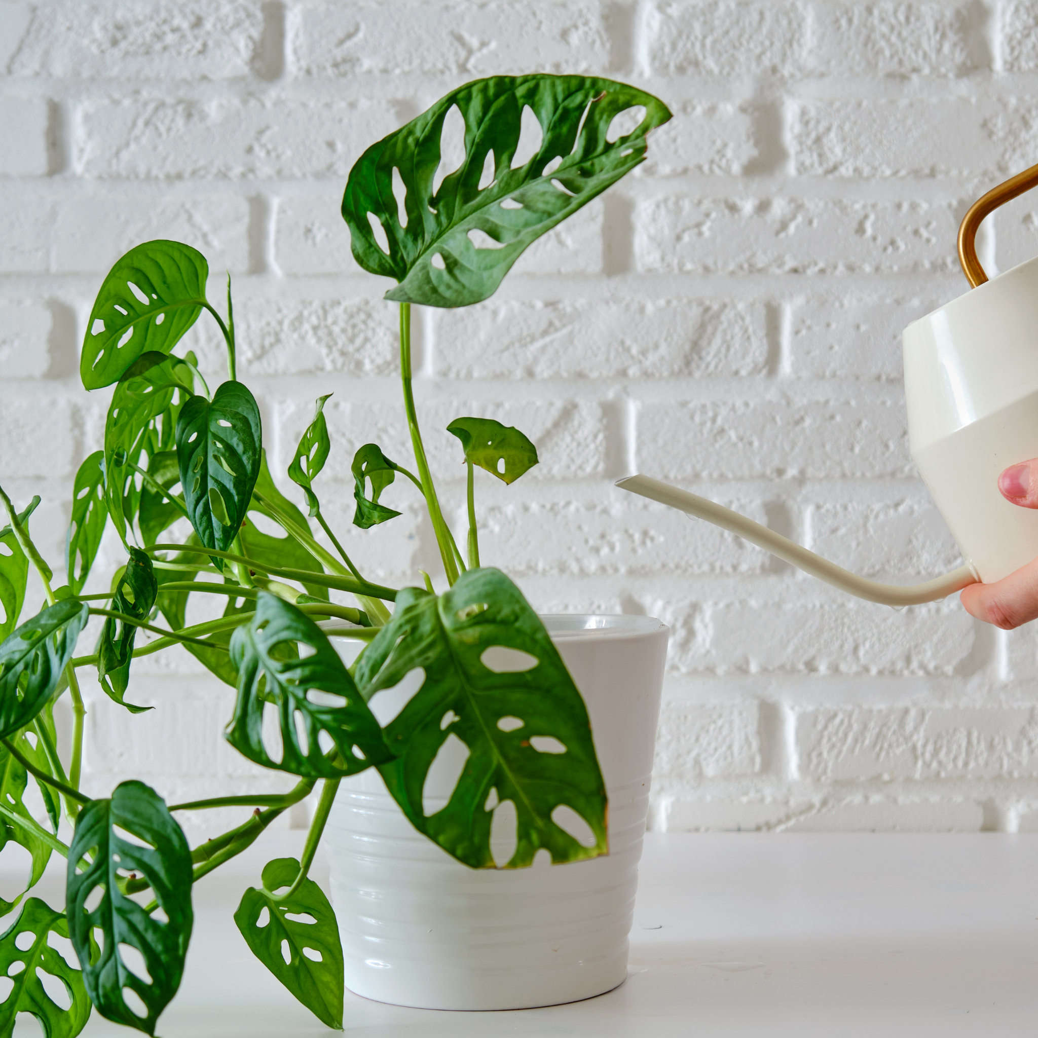 Swiss Cheese Vine - Monstera adansonii