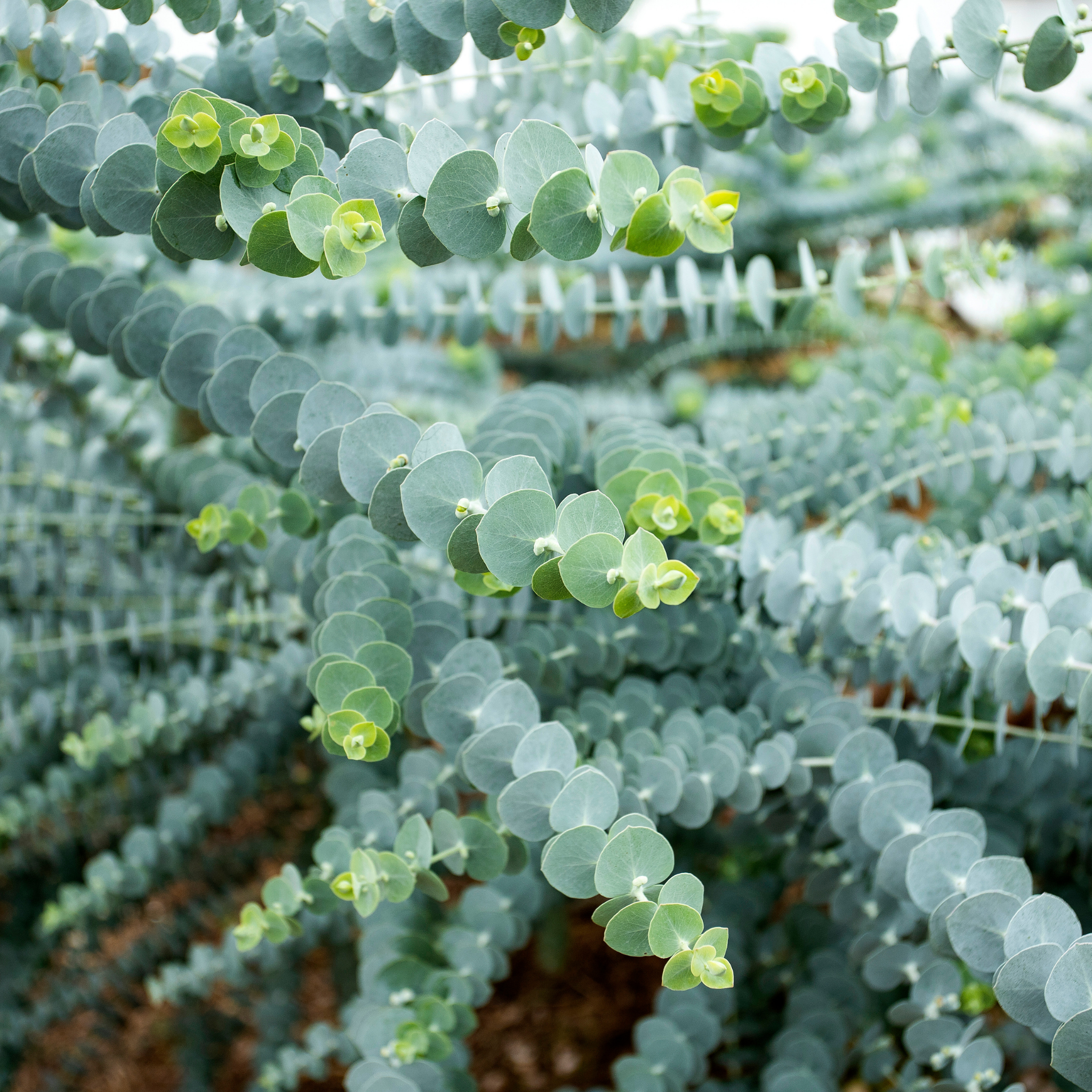 Silver Leaved Mountain Gum - Eucalyptus pulverulenta