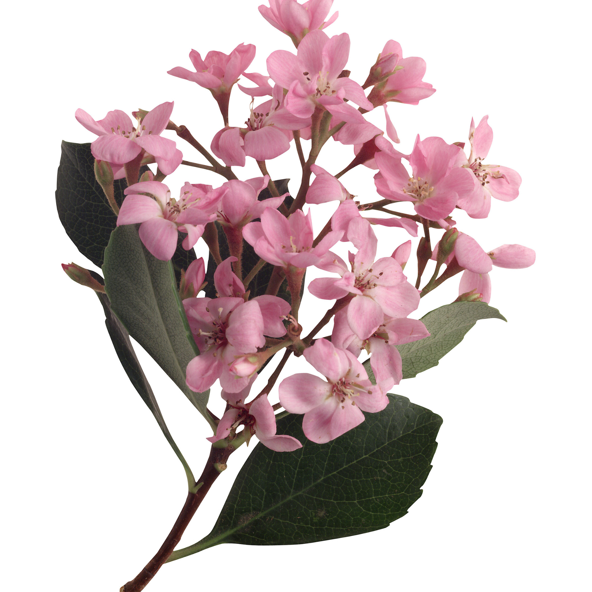 Indian hawthorn - Rhaphiolepis indica