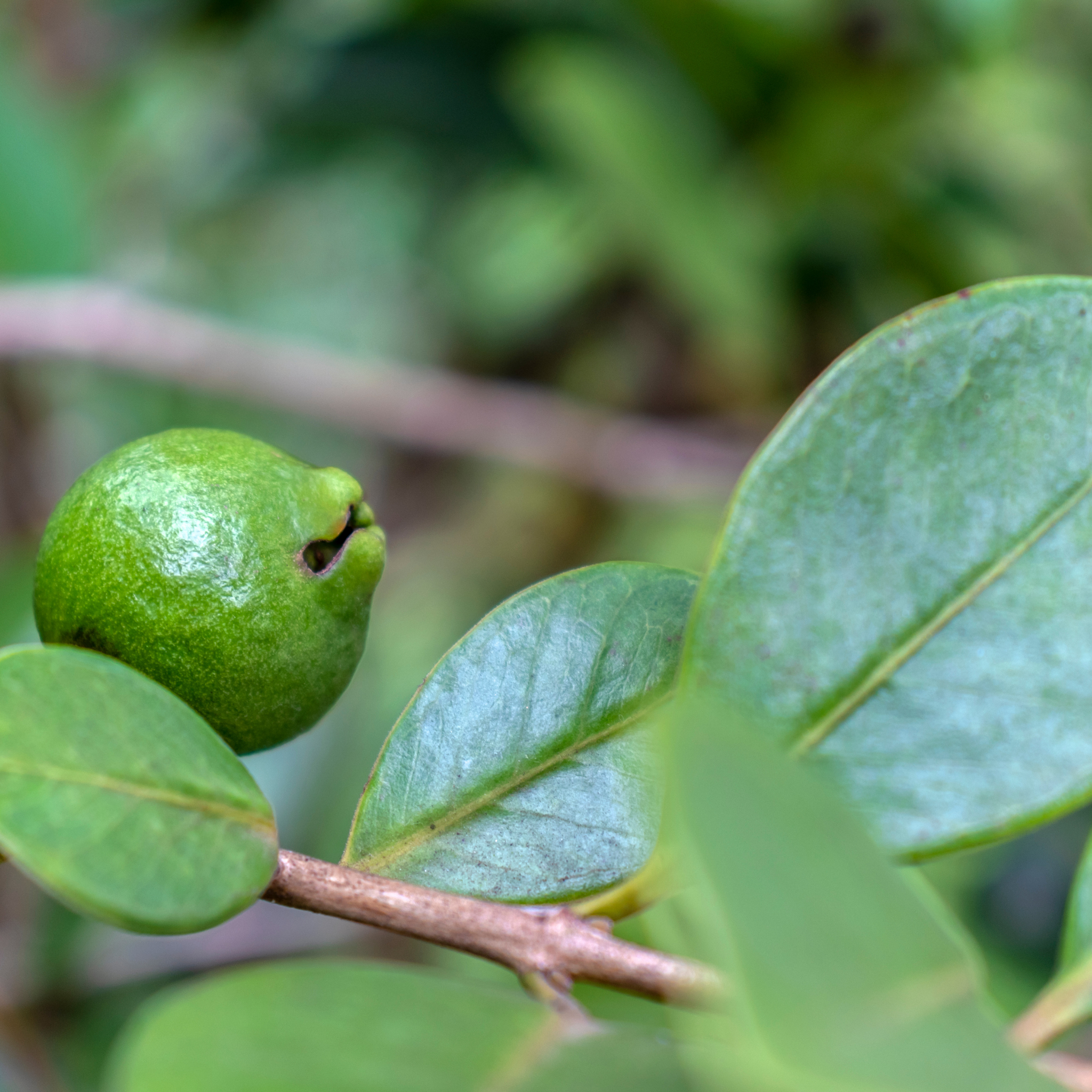 Red Strawberry Guava Tree - Psidium cattleianum Red