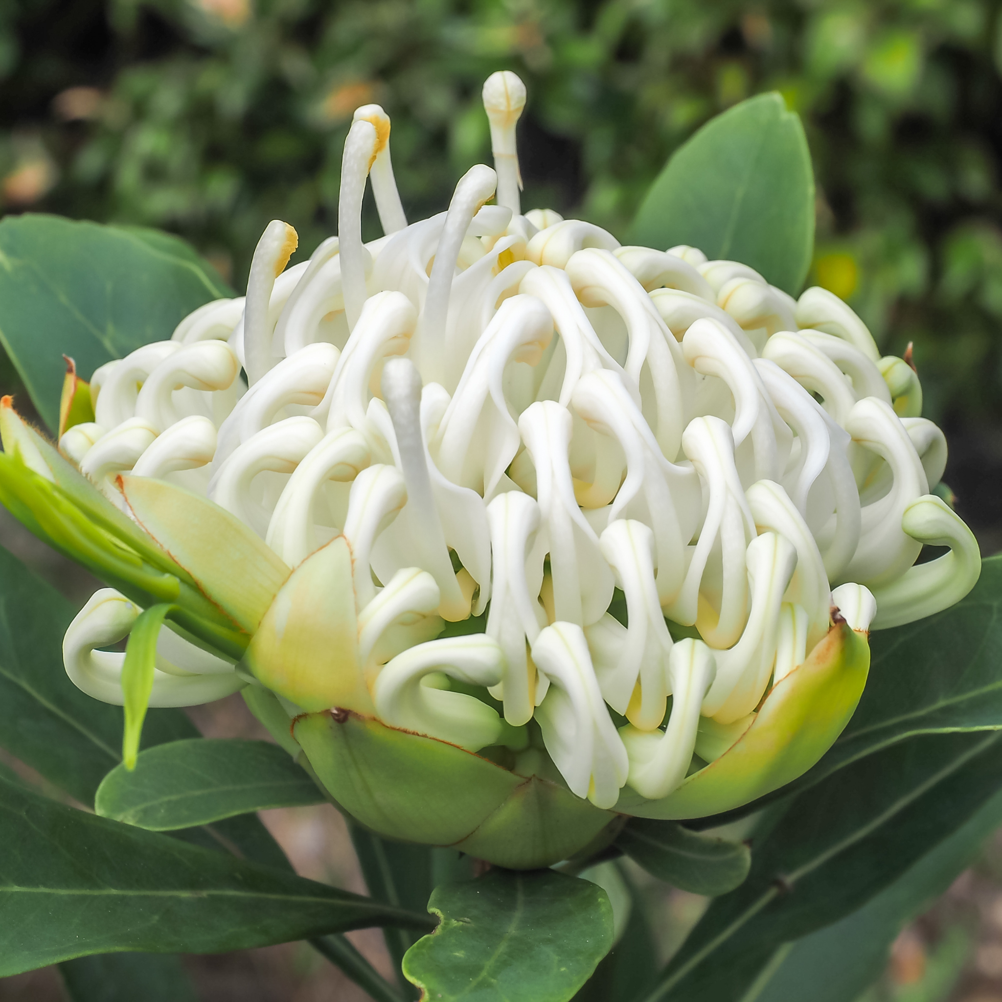 Waratah 'Shady Lady White' - Telopea speciosissima oreades Shady Lady White
