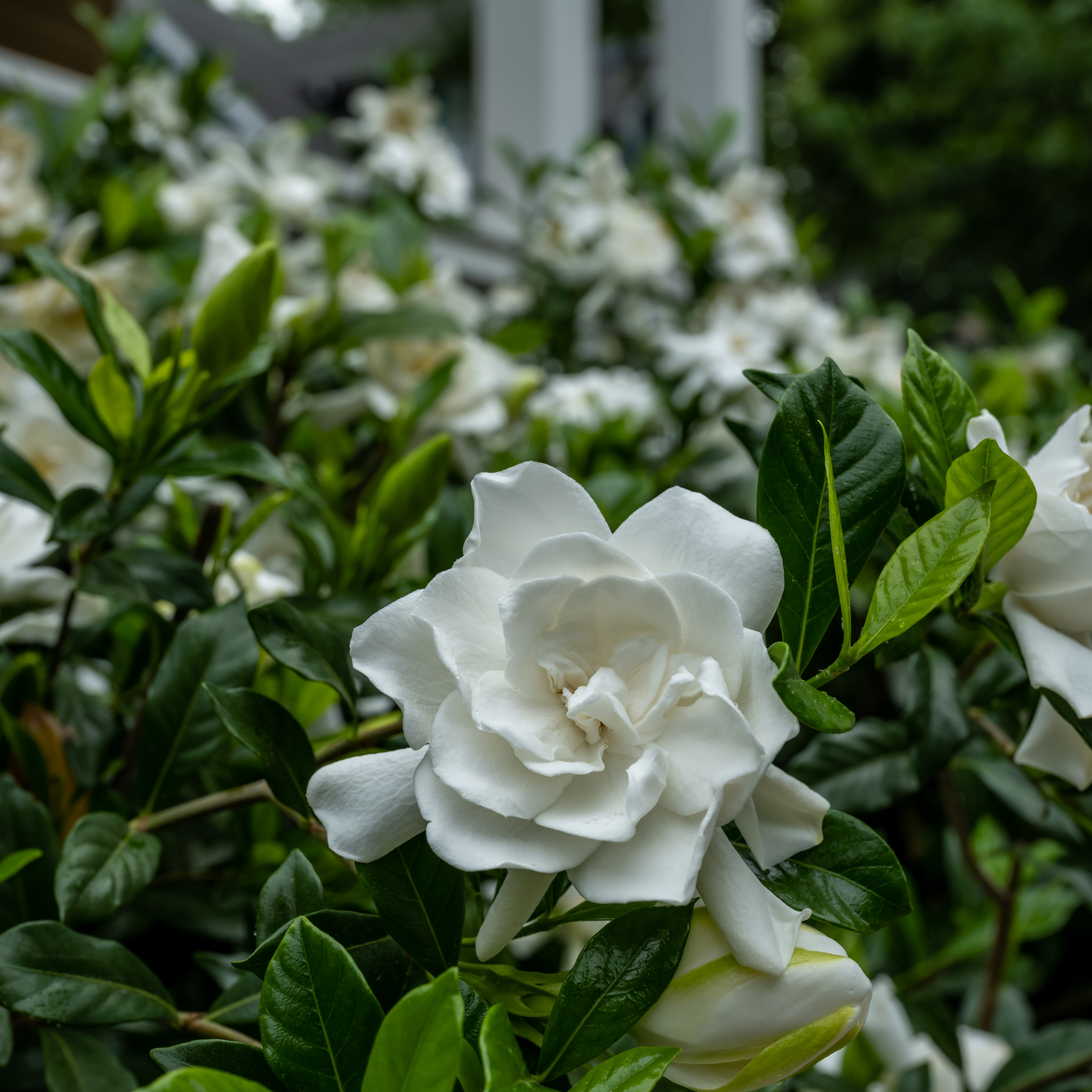 Gardenia augusta Aimee Yoshiba