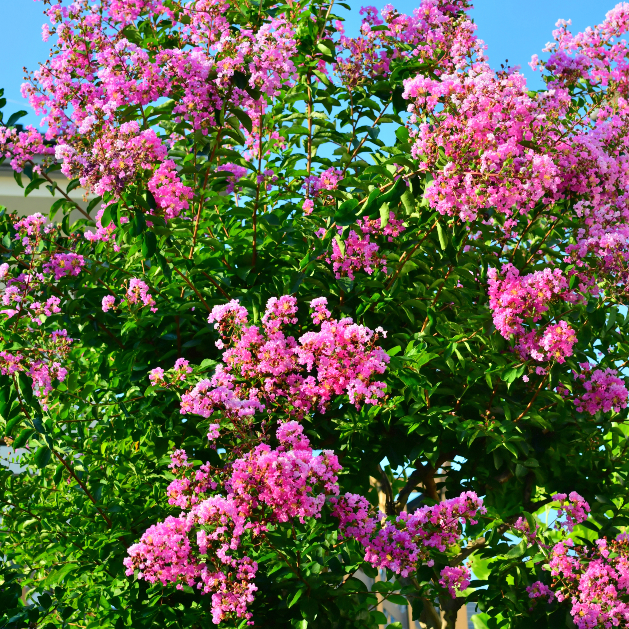 Pink Crepe Myrtle - Lagerstroemia indica fauriei Biloxi