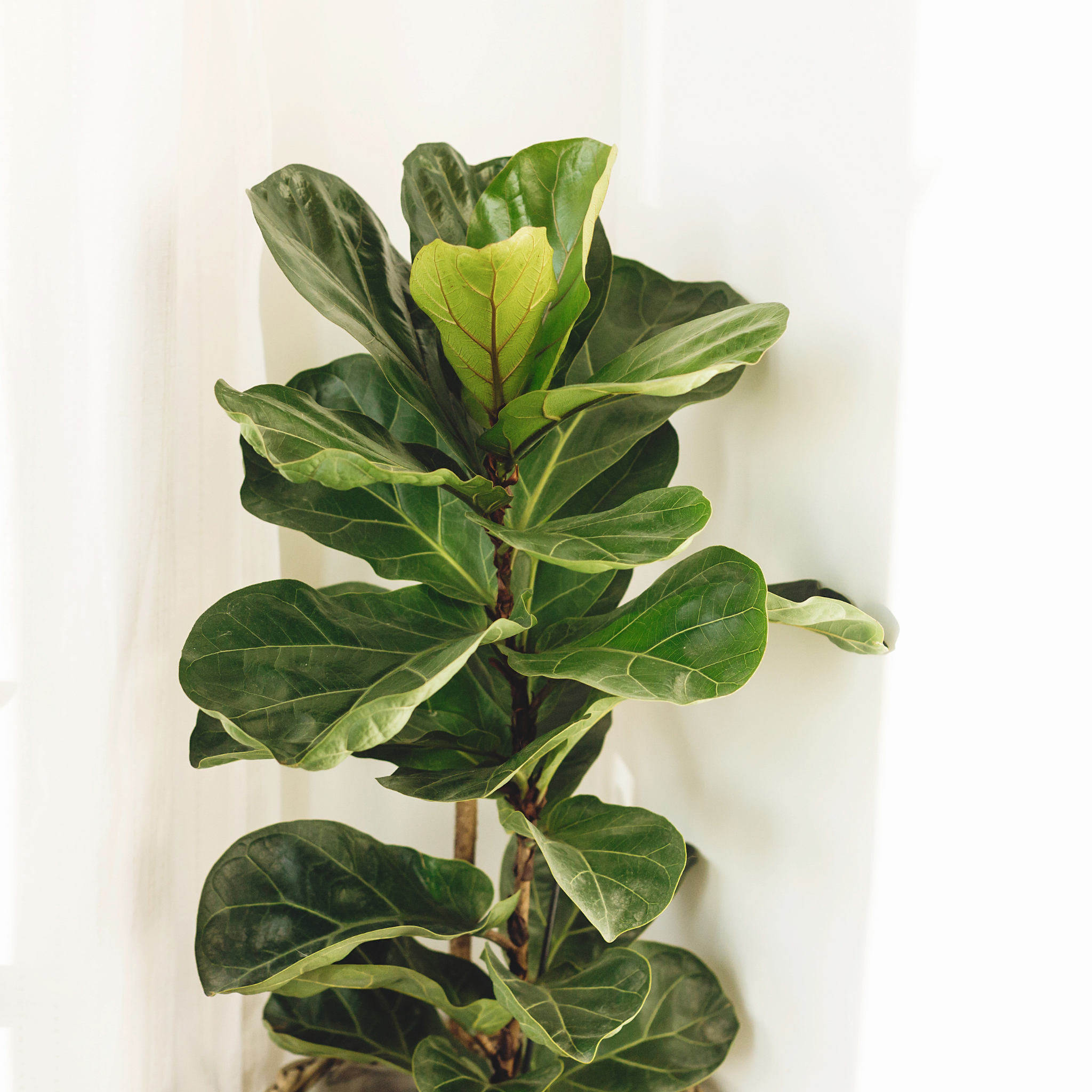 Fiddle Leaf Fig - Ficus lyrata
