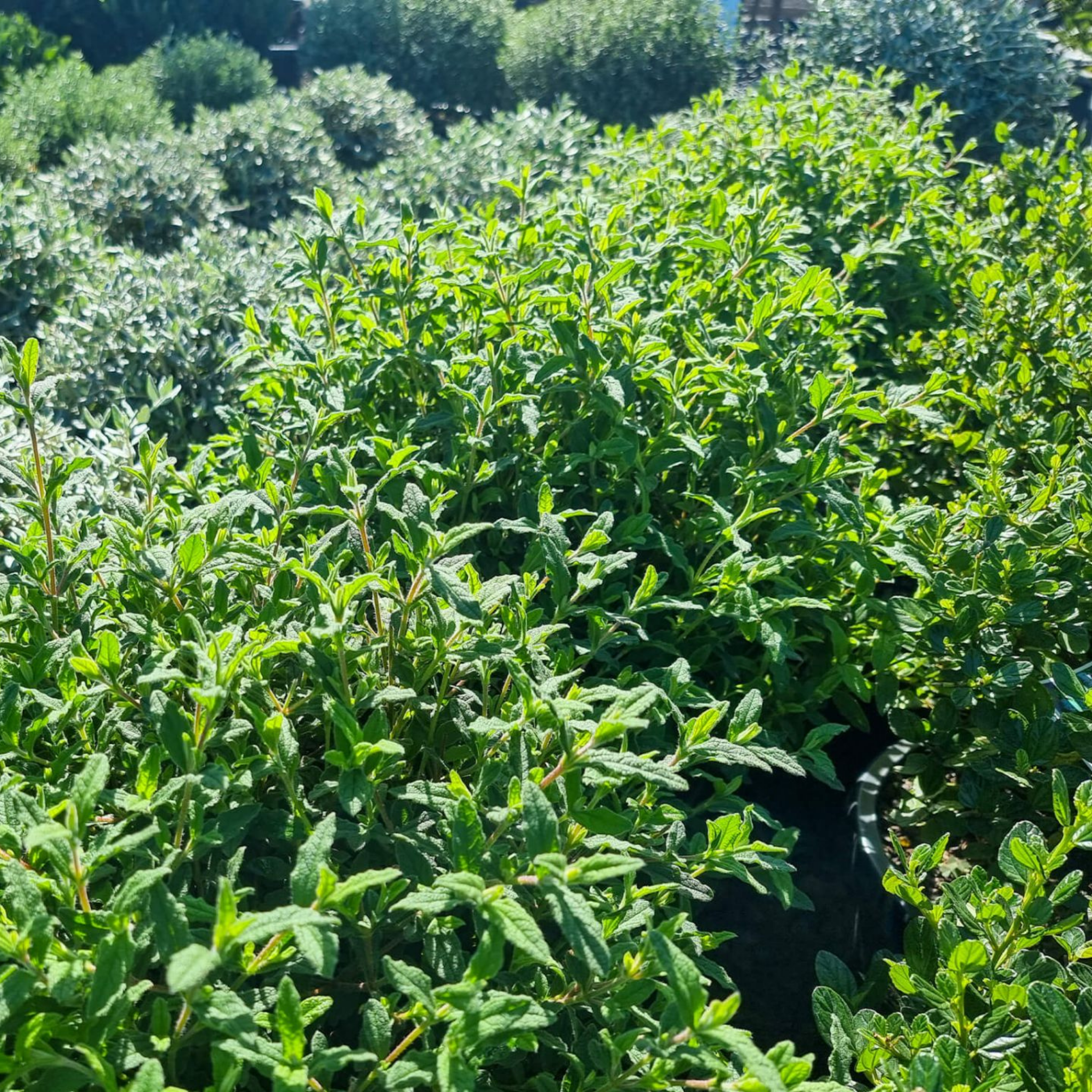 Sage Leaved Rockrose - Cistus salviifolius