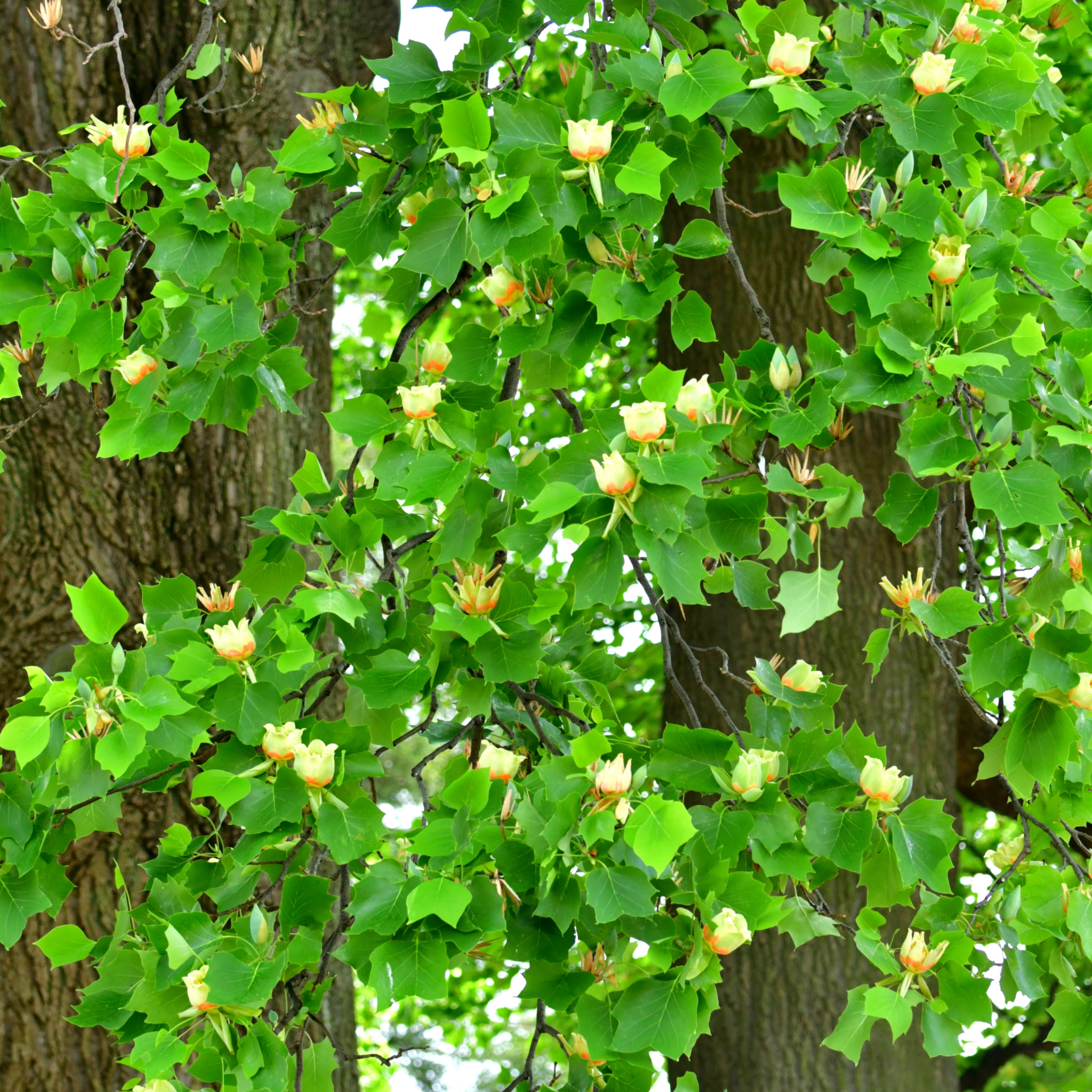 Tulip Tree - Liriodendron tulipifera