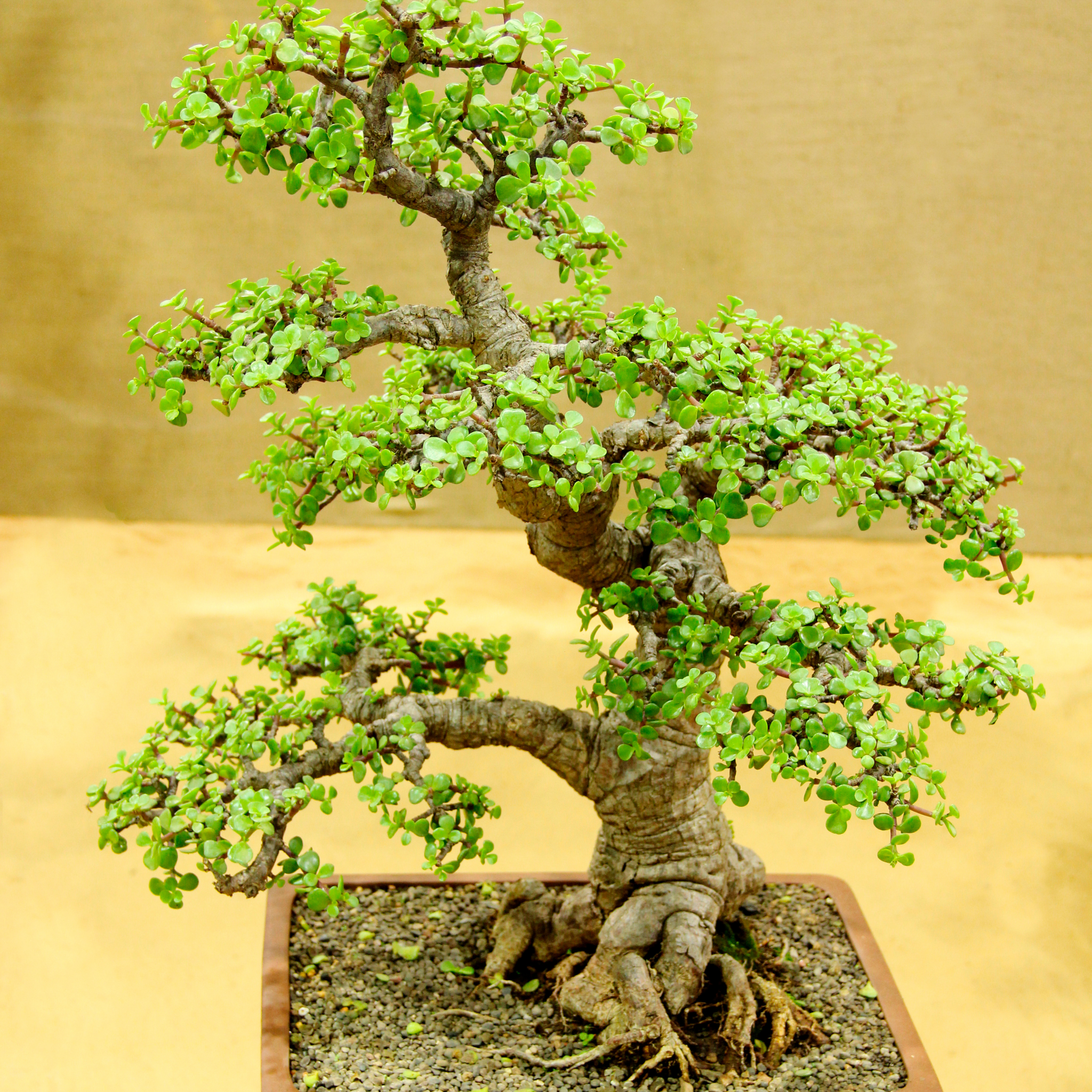 Bonsai tree with green leaves on a beige background