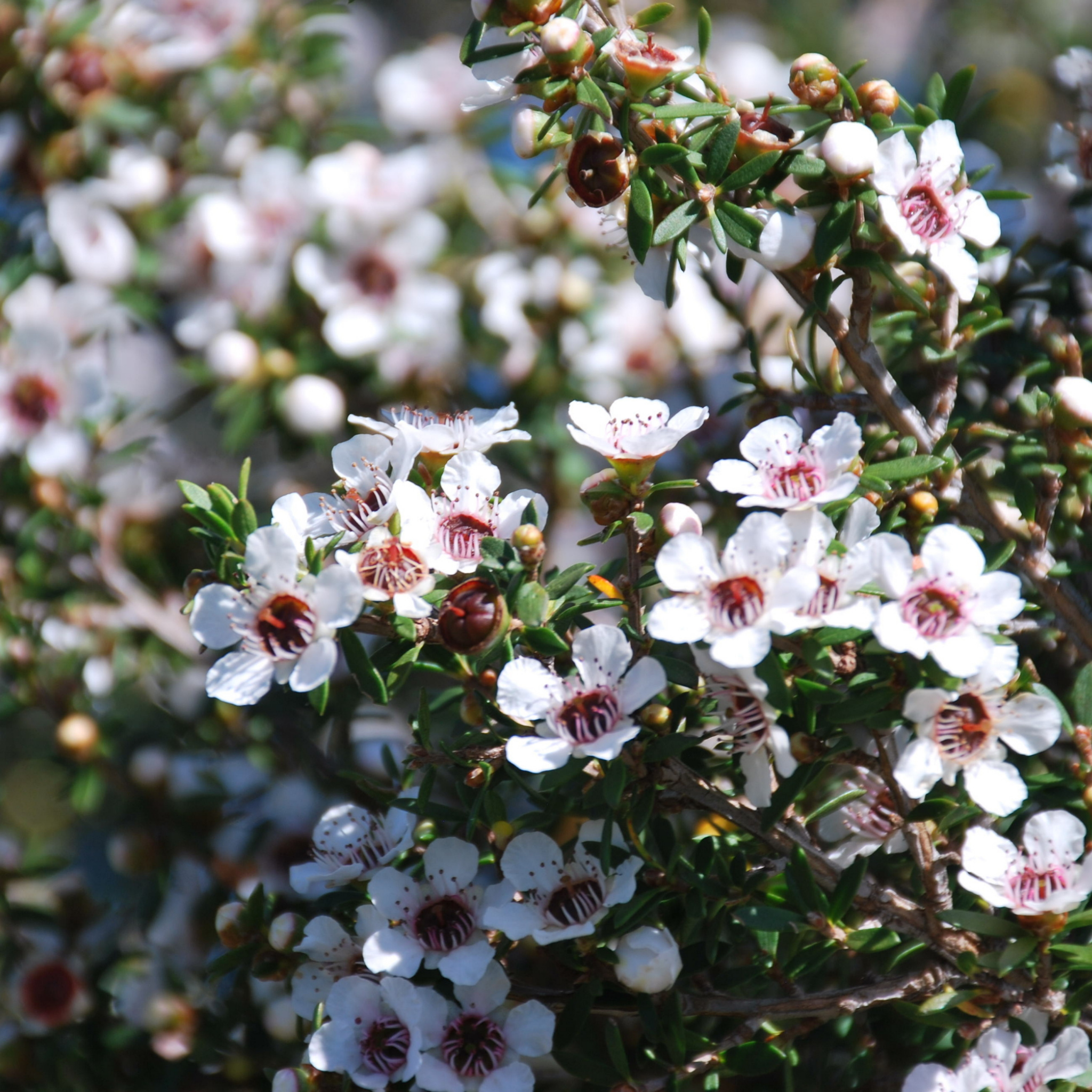 Prickly Tea Tree - Leptospermum continentale
