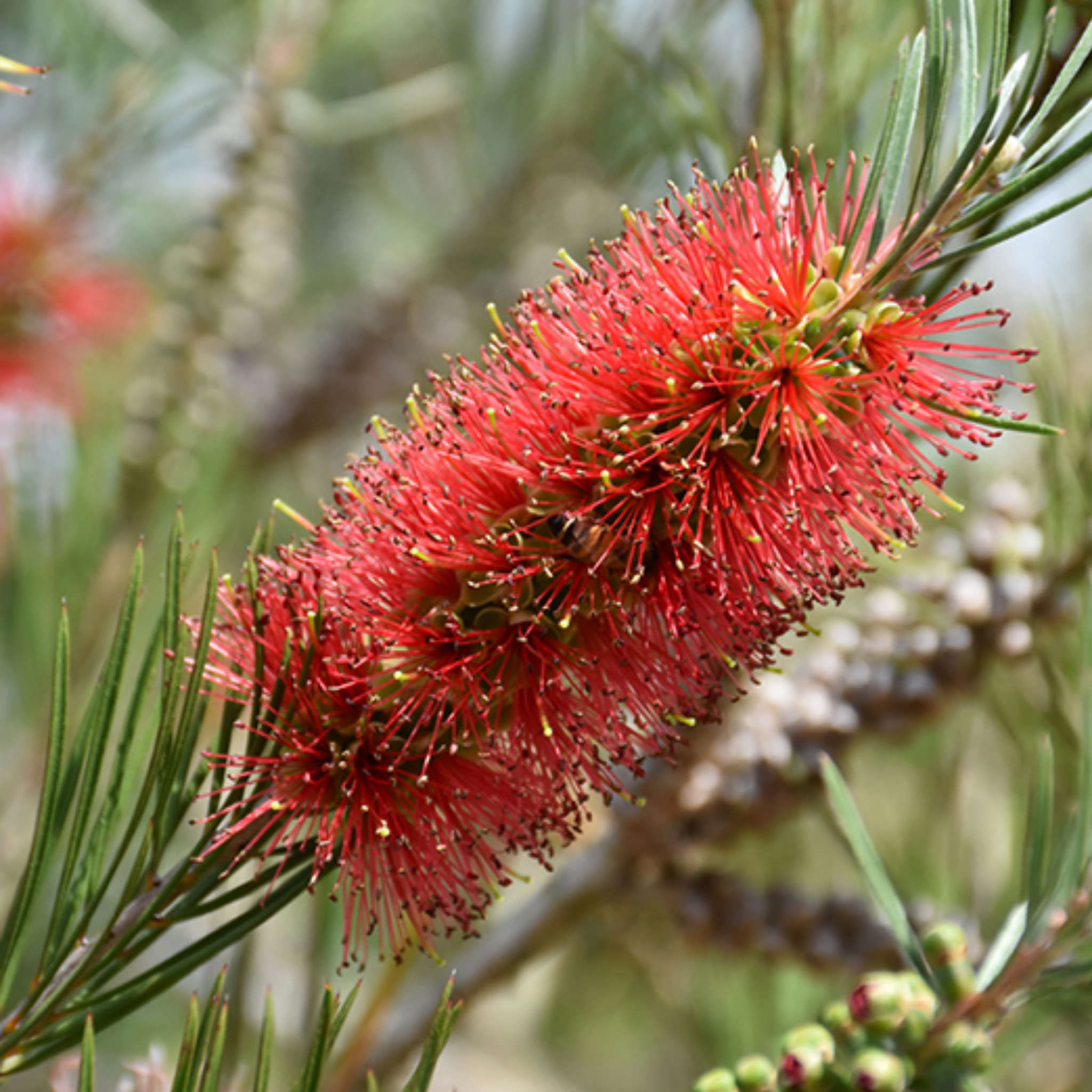 Slim Bottlebrush - Callistemon viminalis 'Slim'