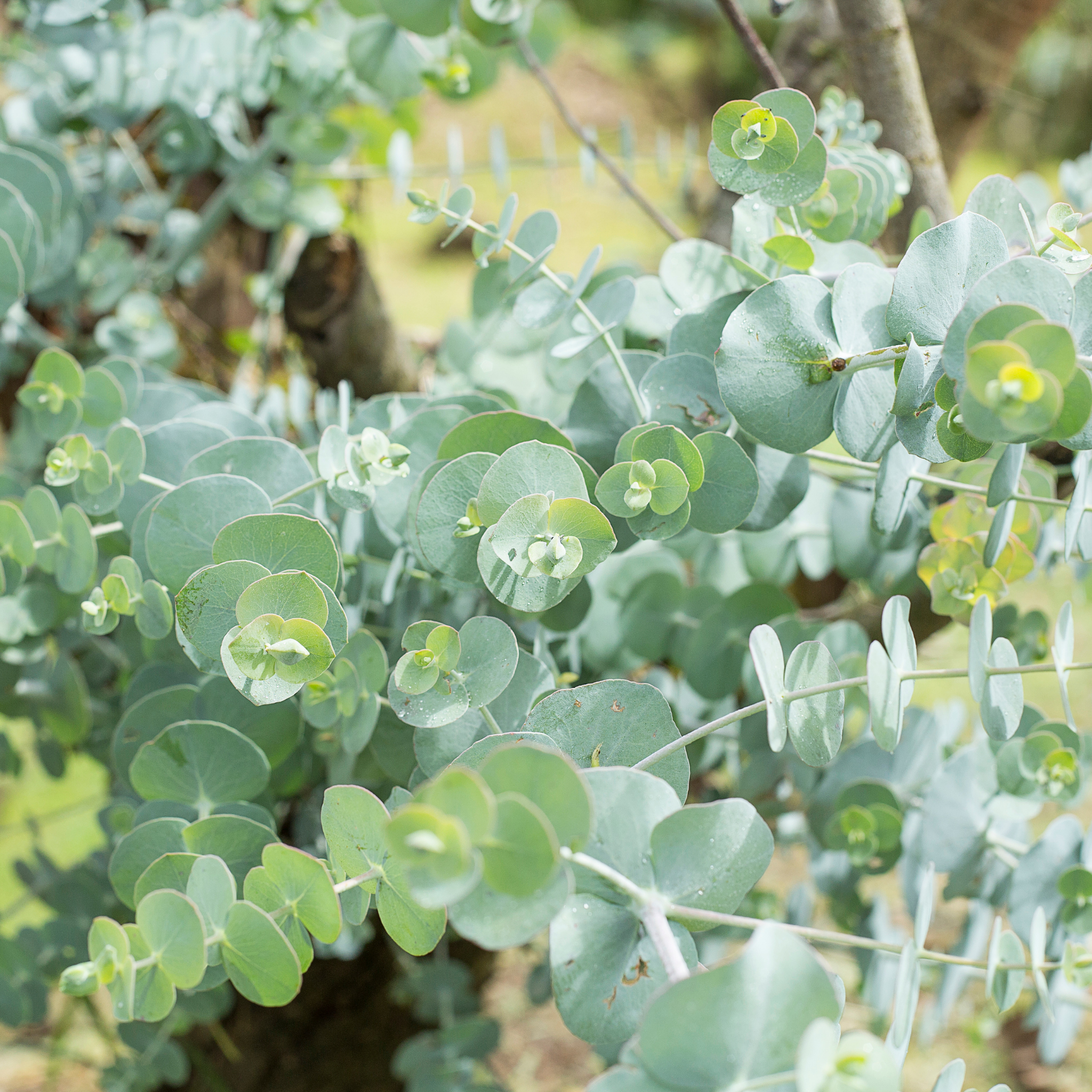 Silver Leaved Mountain Gum - Eucalyptus pulverulenta