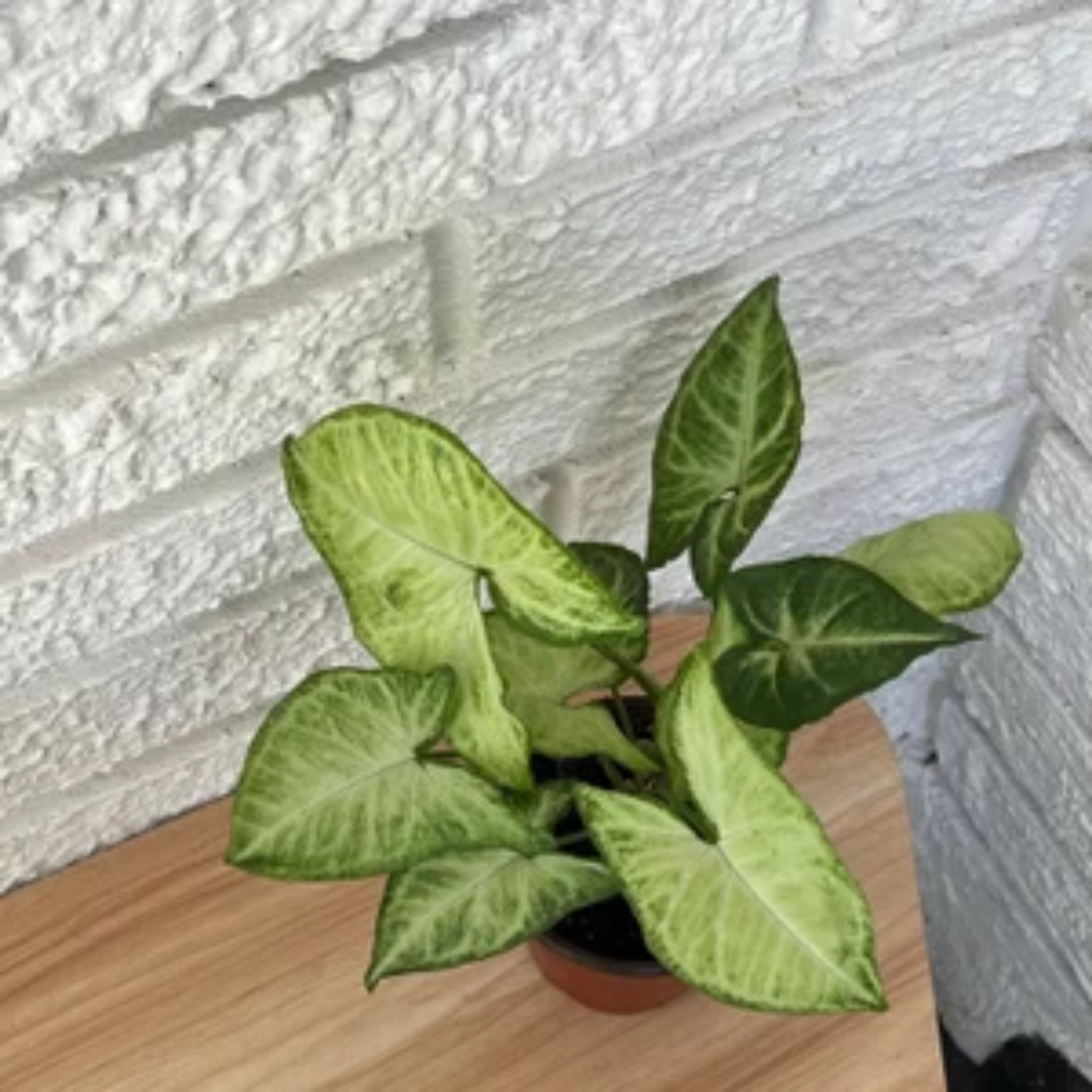 Variegated Syngonium - Syngonium podophyllum 'White Butterfly' Arrowhead Plant