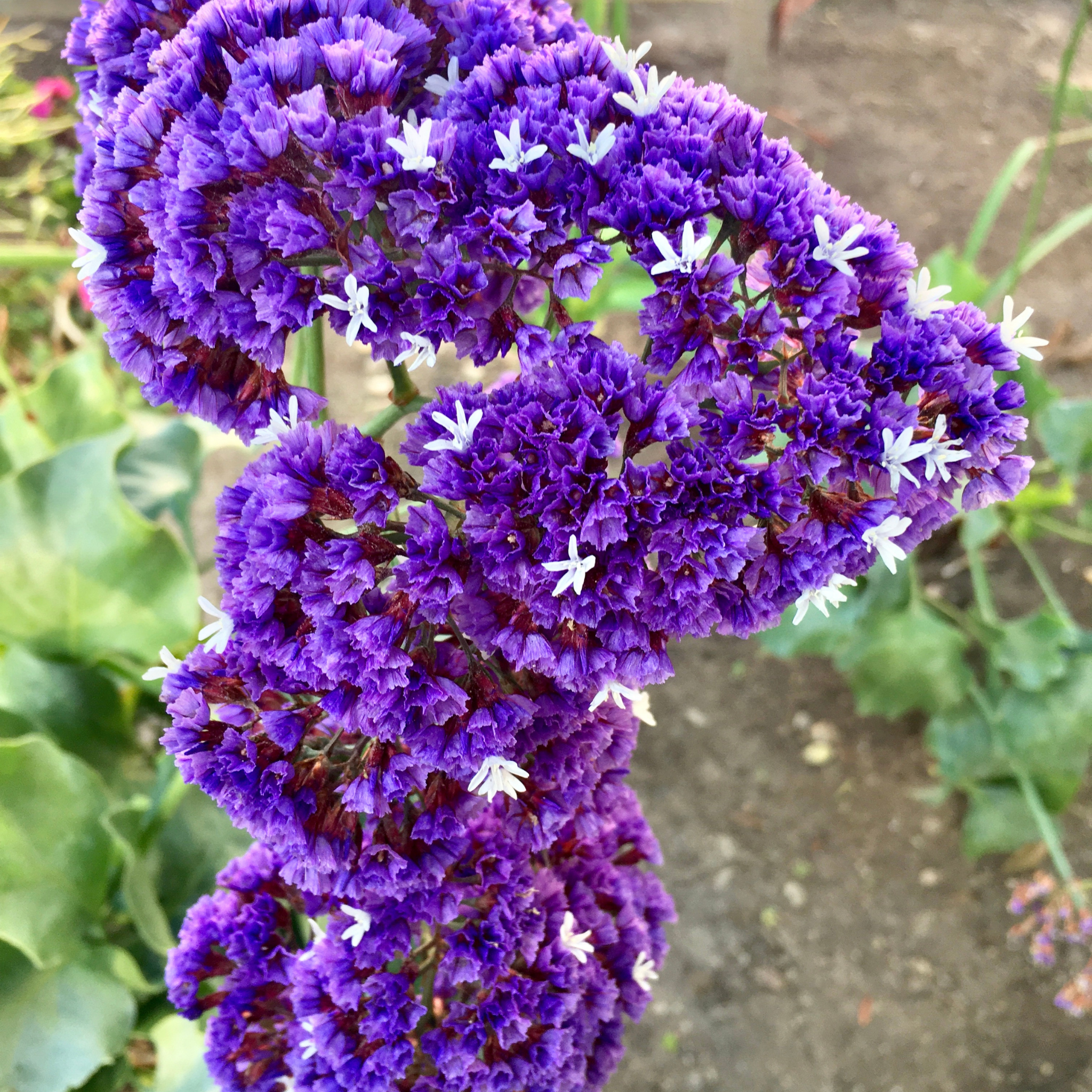 Sea Lavender - Limonium perezii