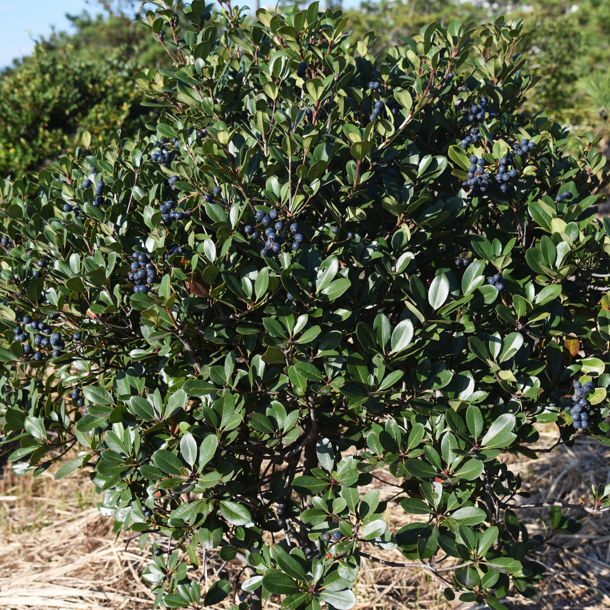 Indian hawthorn - Rhaphiolepis indica