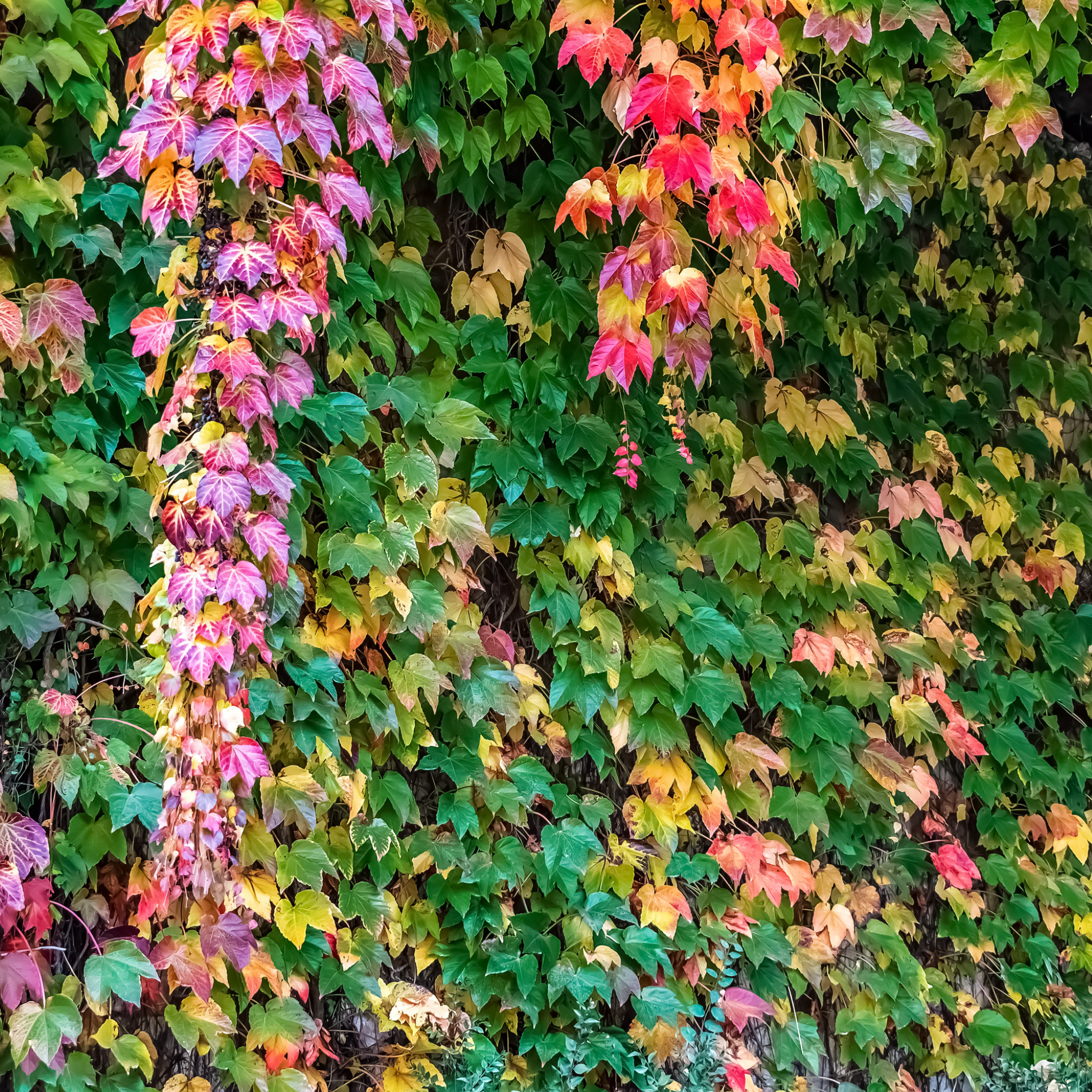 Boston Ivy - Parthenocissus tricuspidata
